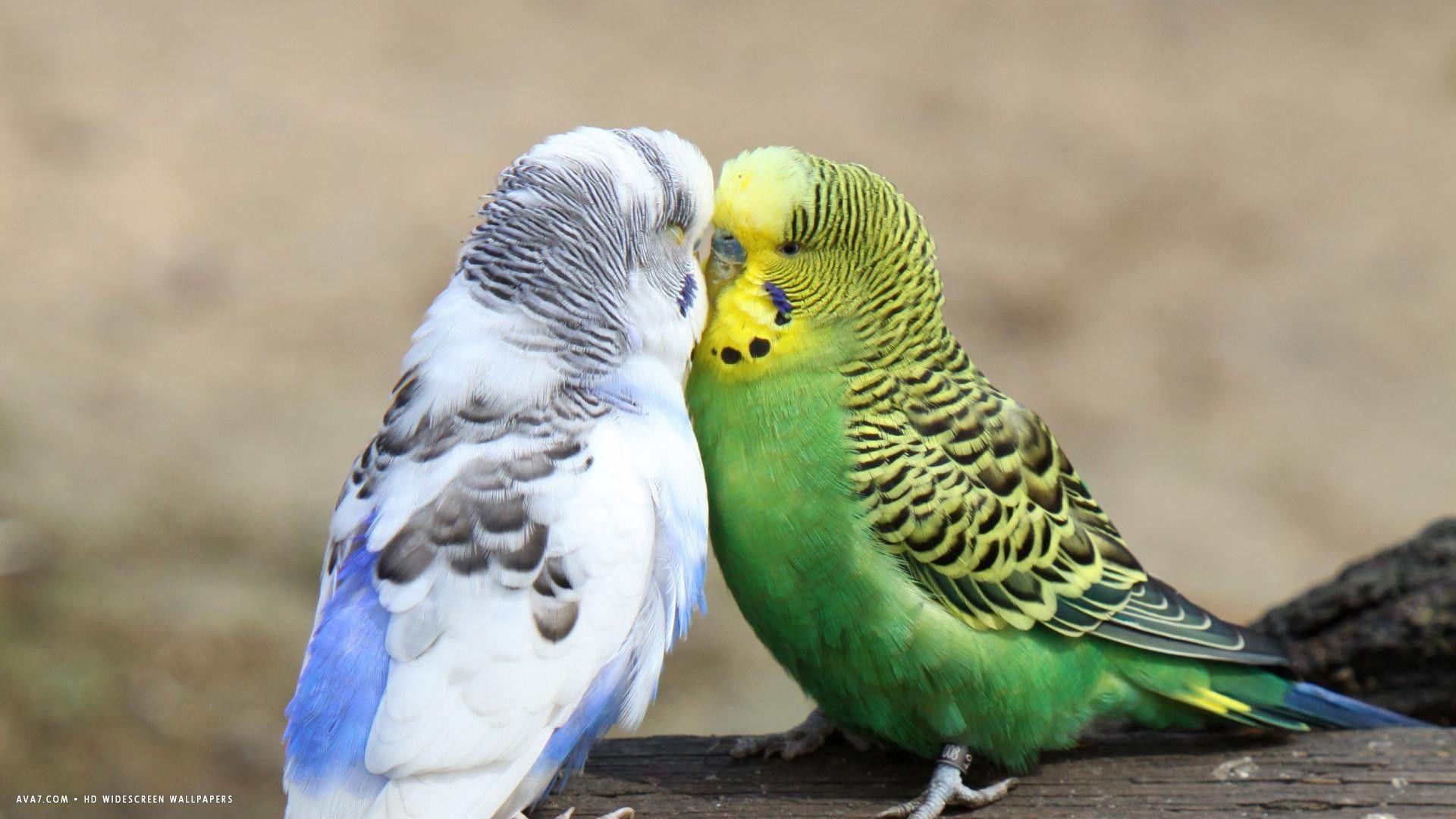 1920x1080 budgie budgies love birds kissing HD widescreen wallpaper / birds background