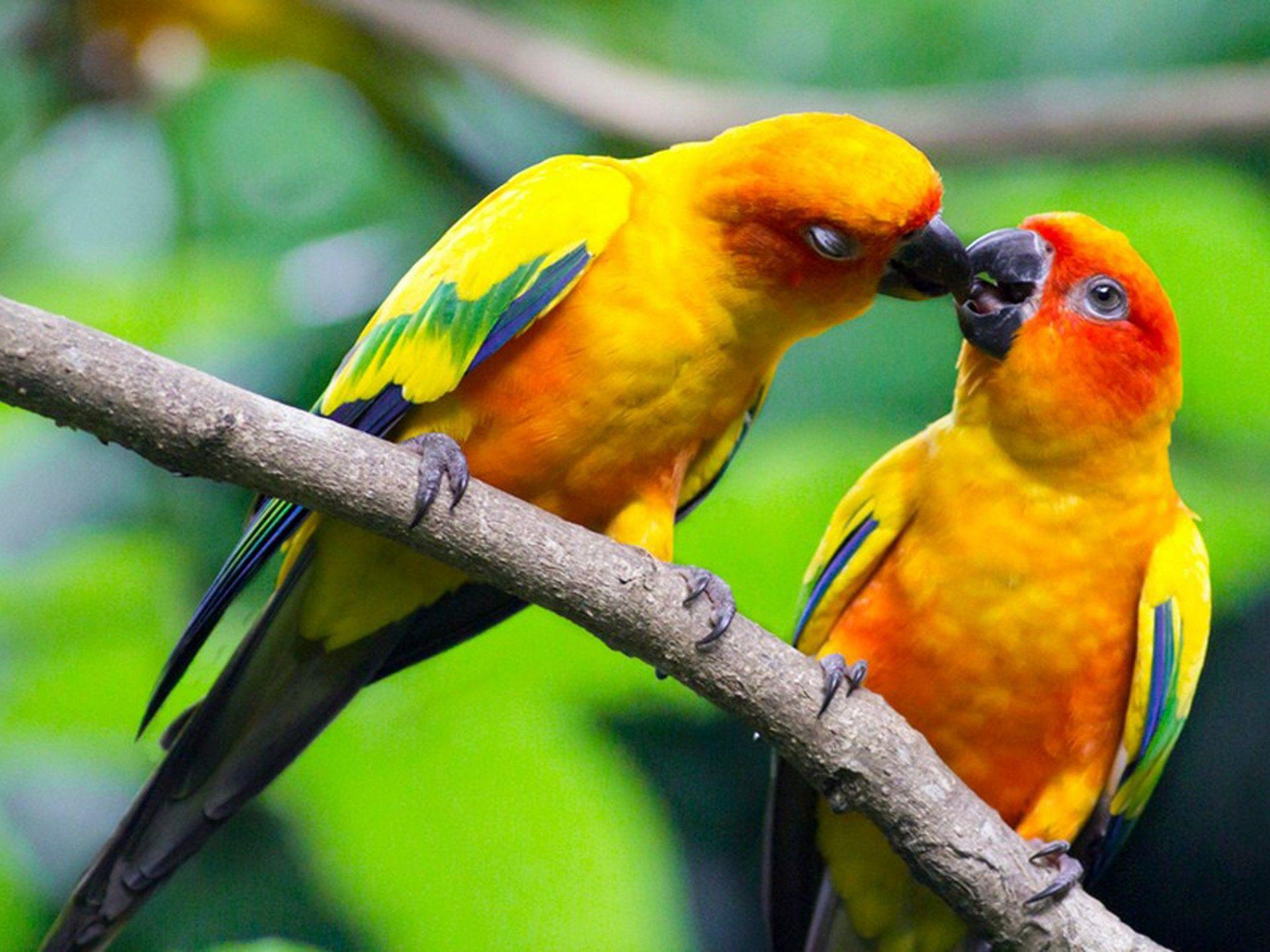 1920x1440 Love Birds Beautiful HD Wallpaper 8462 :