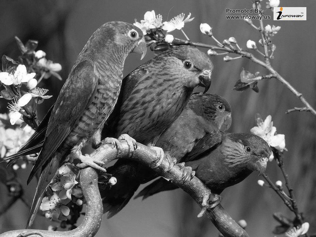 1024x768 Beauty Love Bird Wallpaper. Beauty Love Bird Wallpaper