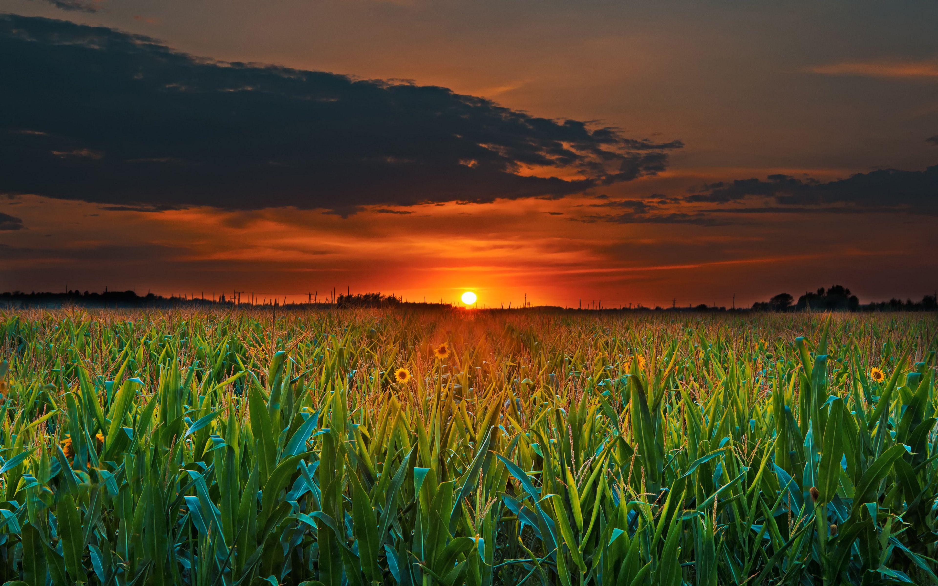 3840x2400 Field at Sunset 4k Ultra HD Wallpaper. Background Image