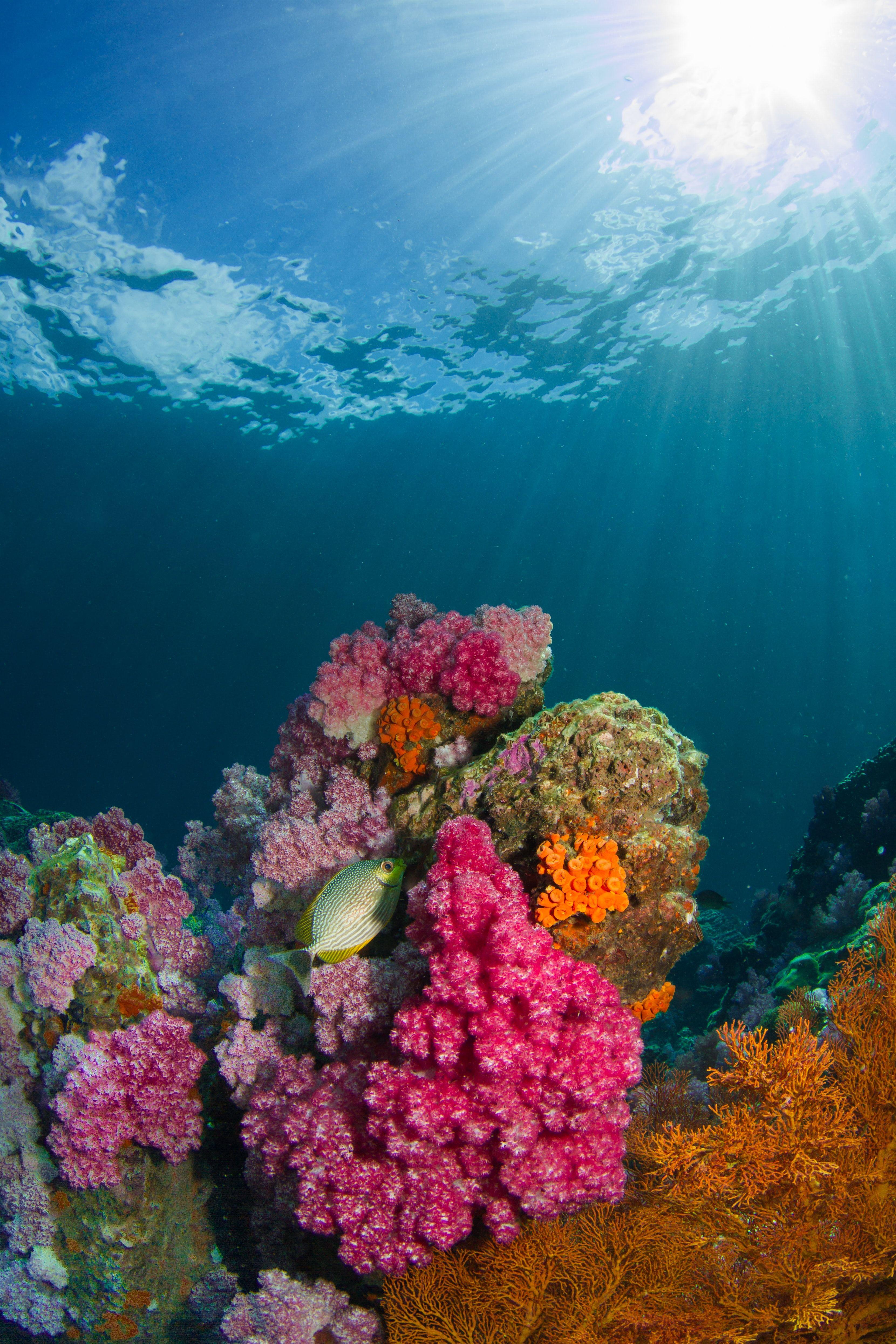3321x4982 Coral Reef Picture [HQ]. Download Free Image & Stock