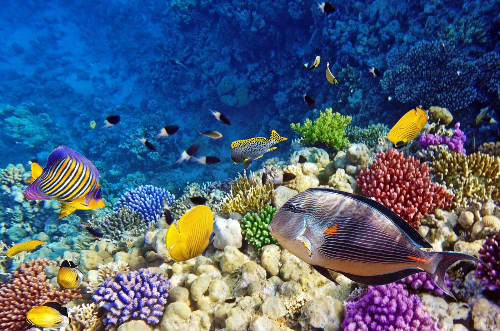 1600x1060 Coral Reef Wallpaper #XL9TY 359 Kb