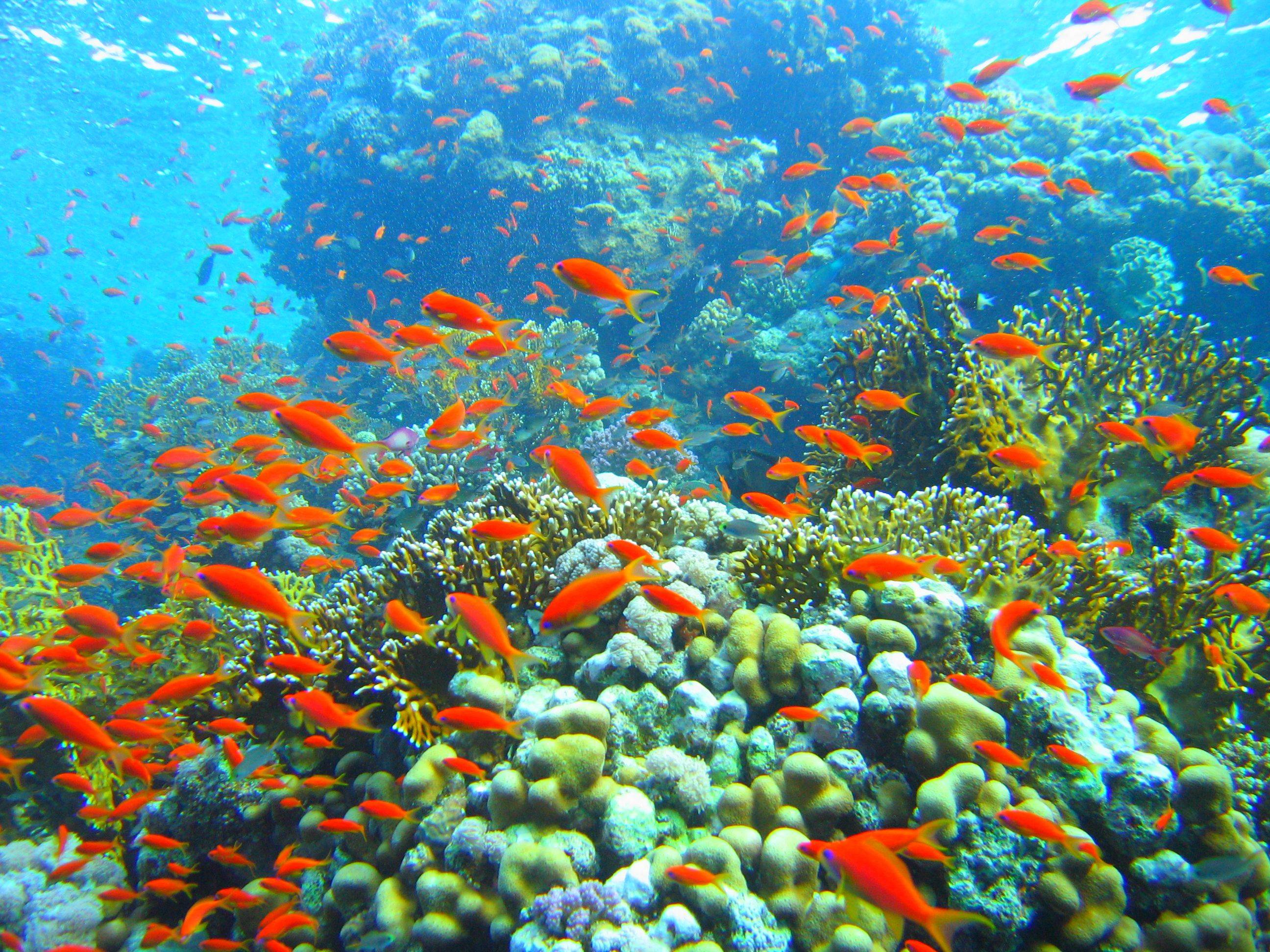 2592x1944 Coral Reef Wallpaper