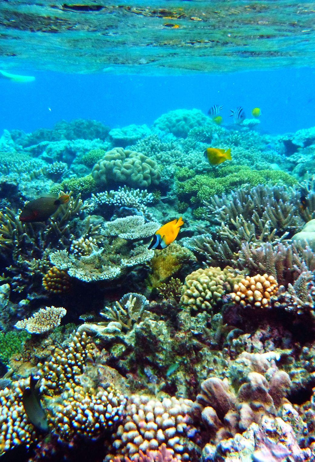 1040x1526 Free download Great Barrier Reef Wallpaper [1040x1526]