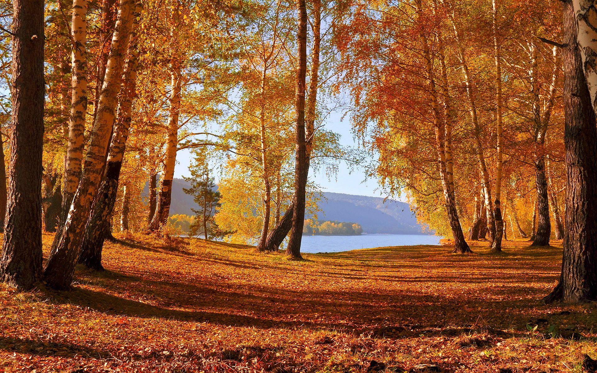 1920x1200 Autumn lake forest wallpaperx1200