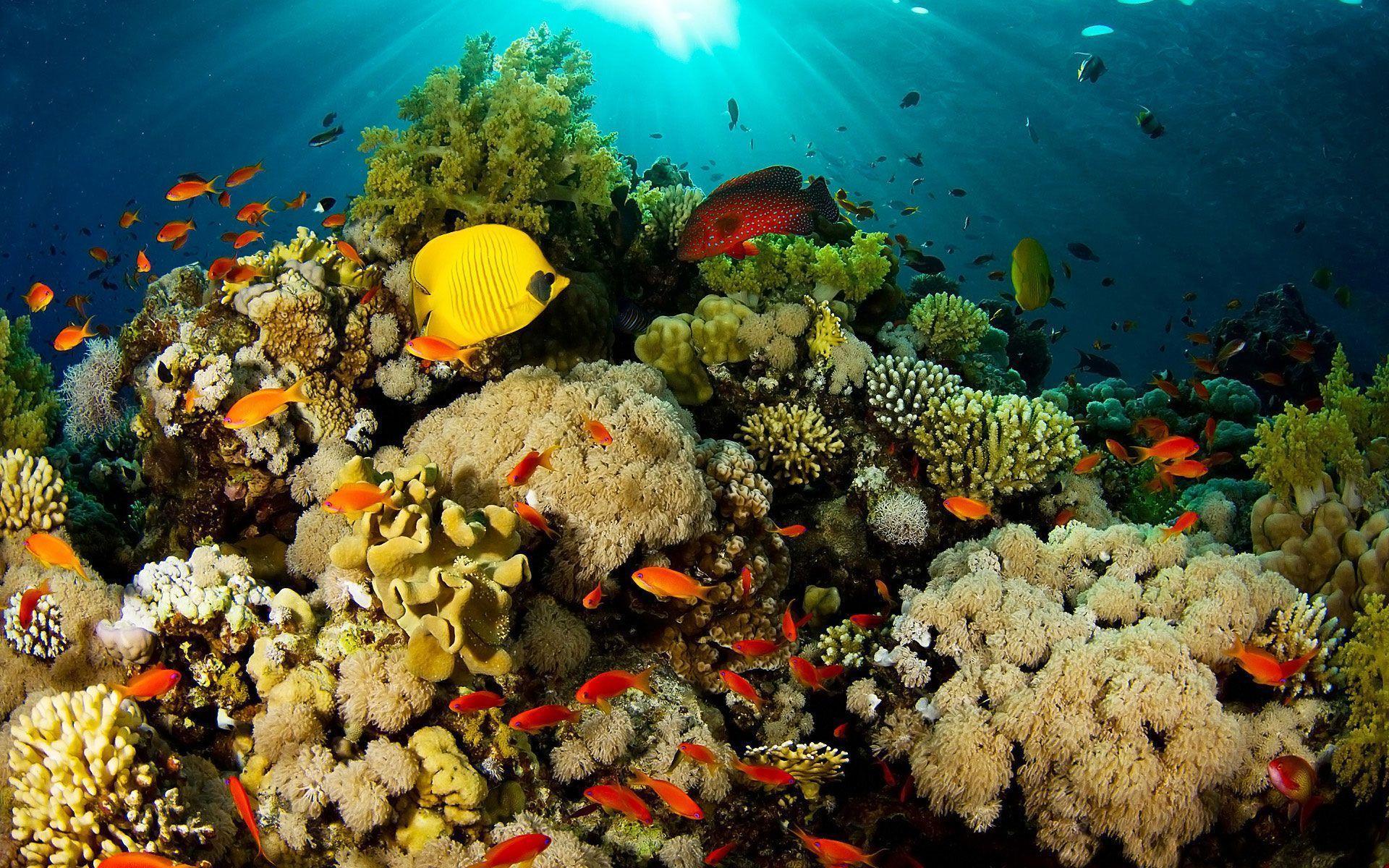 1920x1200 Coral Reef Wallpaper Reef Picture HD