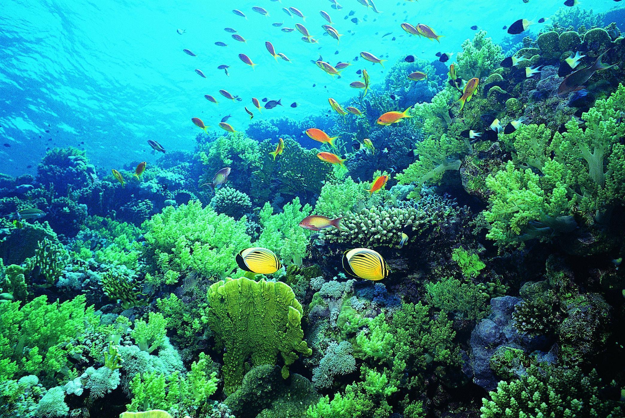 2087x1396 Coral Reef Wallpaper. Great Barrier Reef