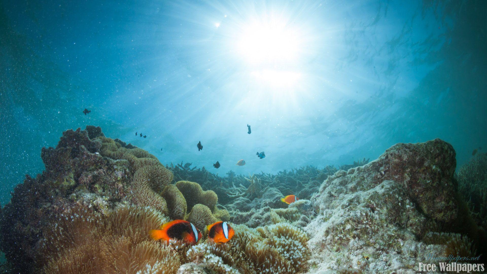 1920x1080 Coral Reef Wallpaper Wallpaper Coral Reef, HD Wallpaper