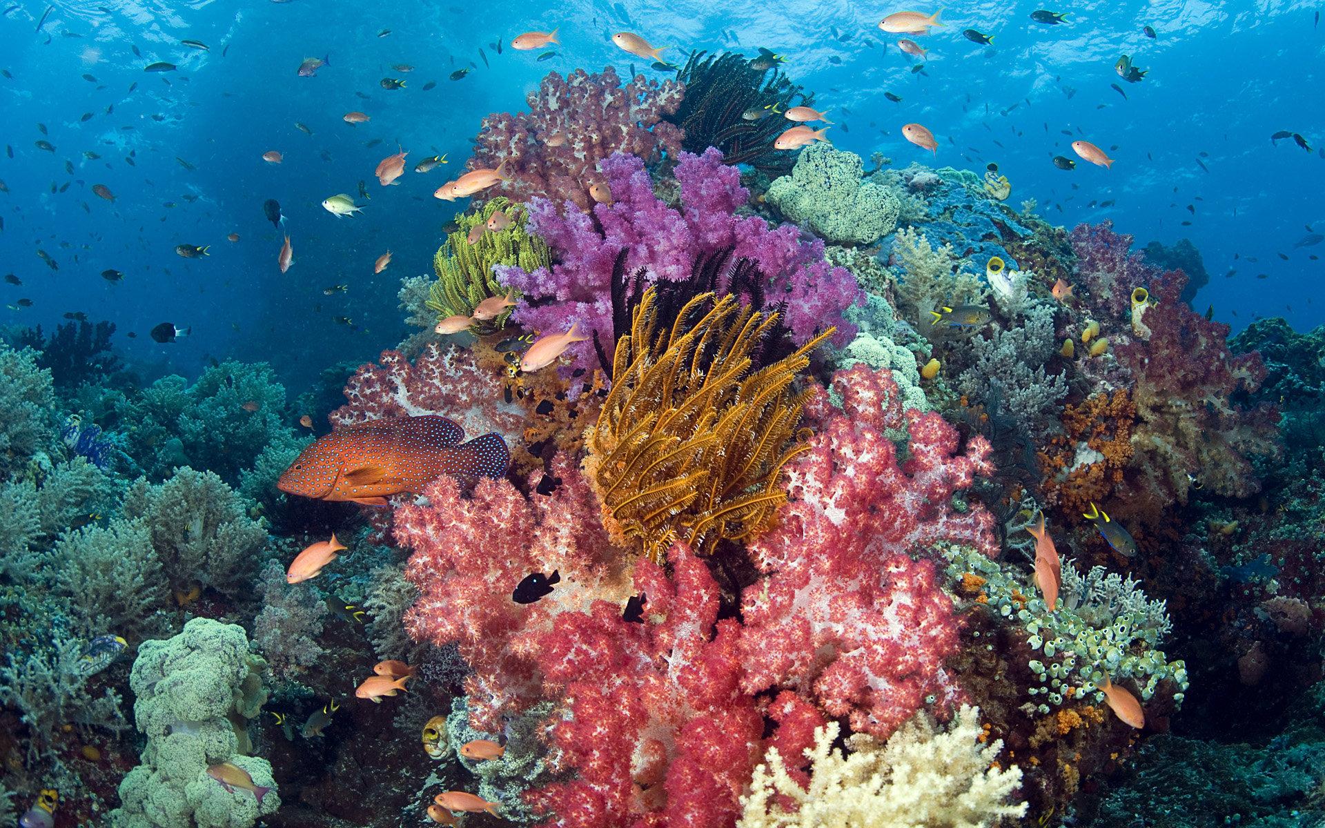 1920x1200 Coral reef wallpaper HD for desktop background