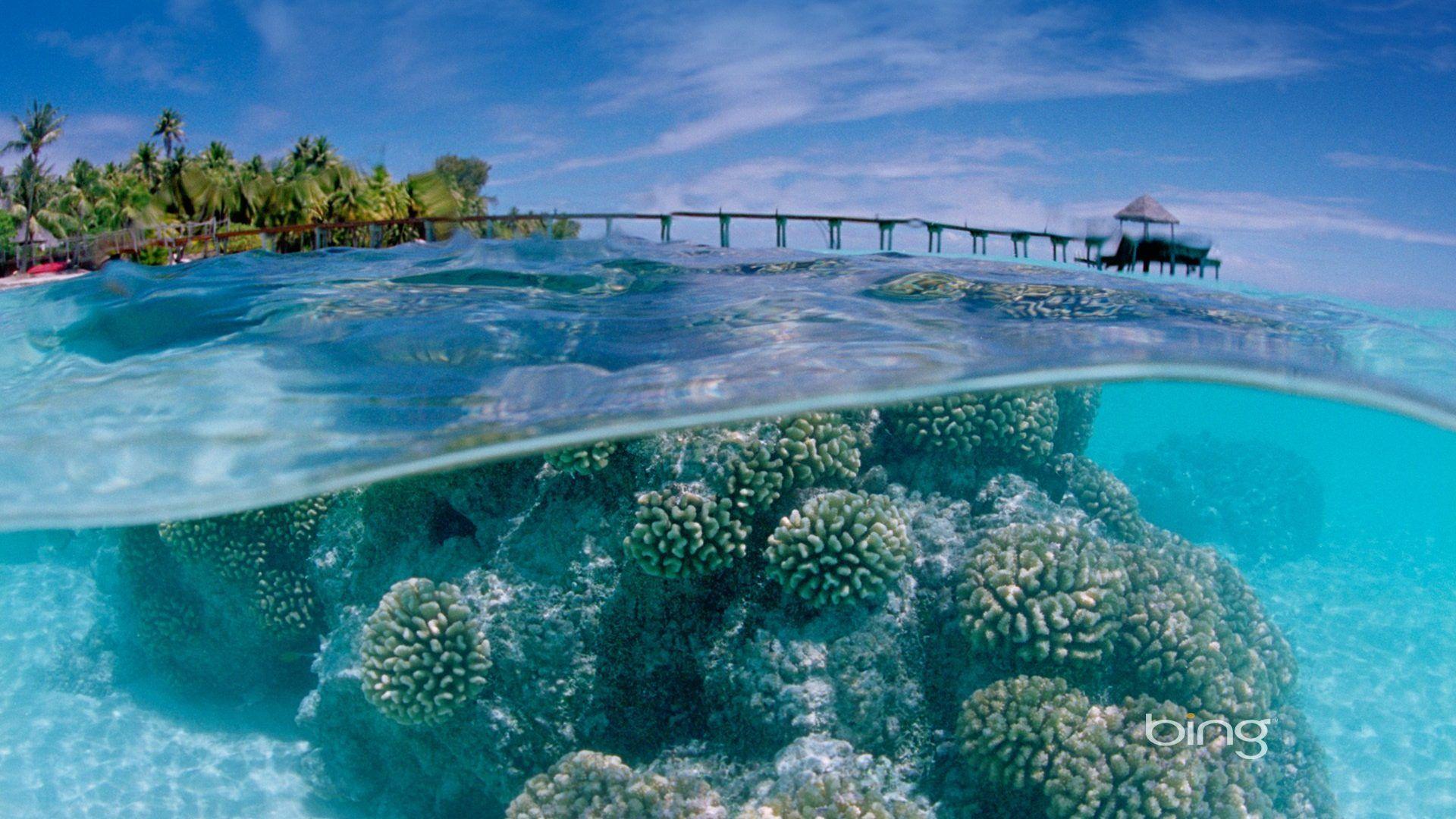 1920x1080 Coral Reef Wallpaper Wallpaper 1920x1080