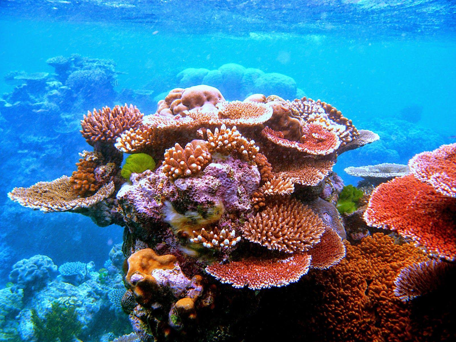 1600x1200 Coral reef Wallpaper