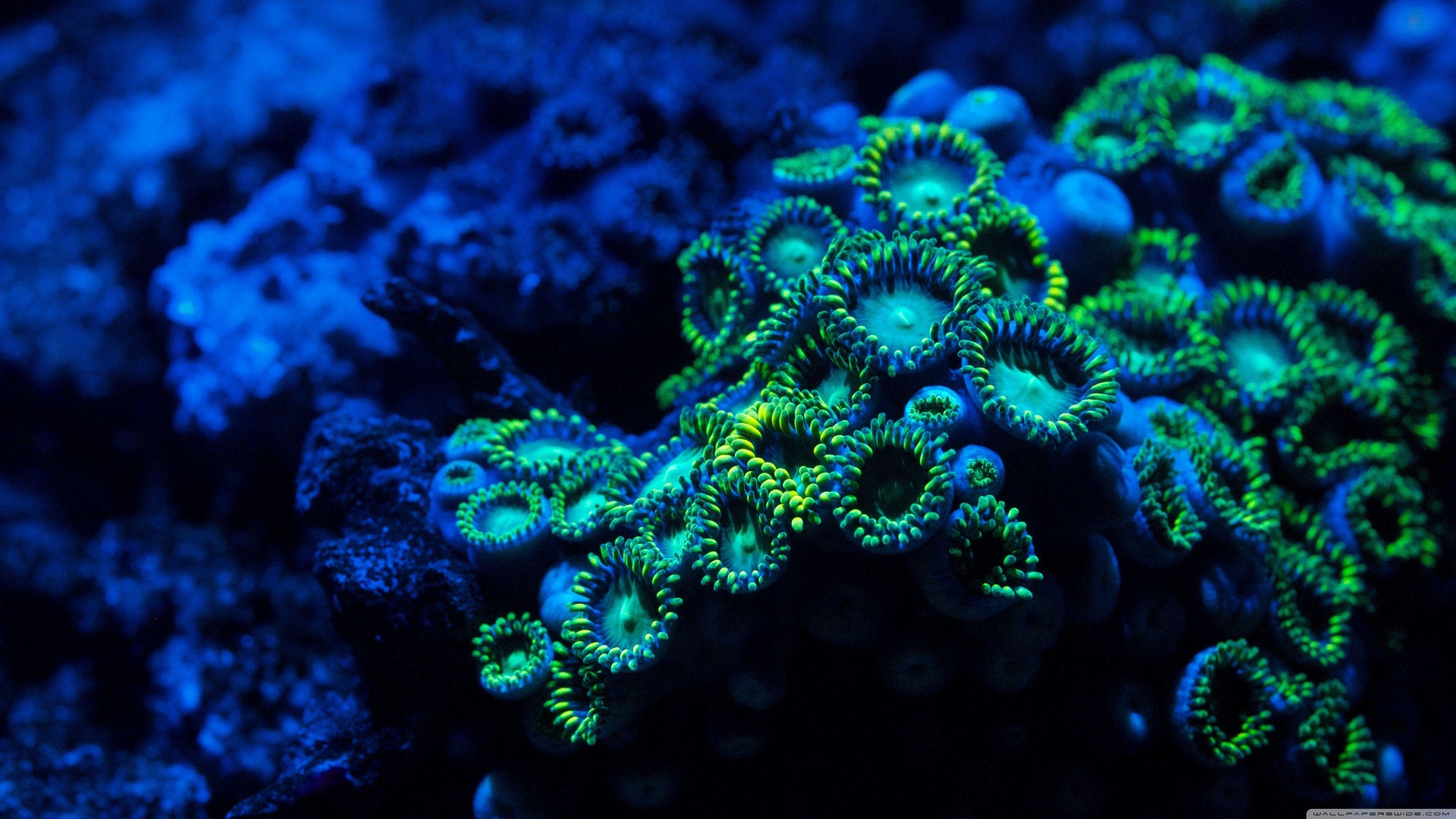 3840x2160 coral HD wallpaper background wallpaper abyss. coral desktop