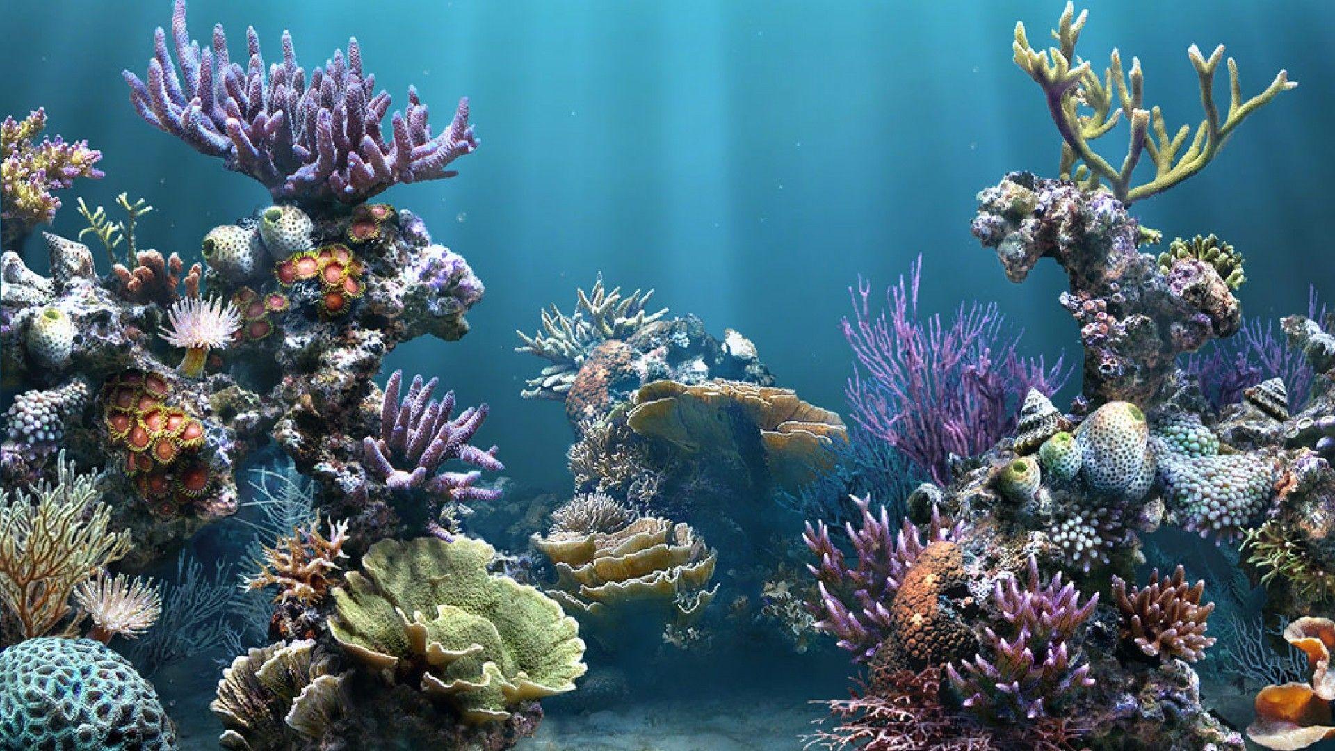 1920x1080 Download 1920x1080 coral reef wallpaper