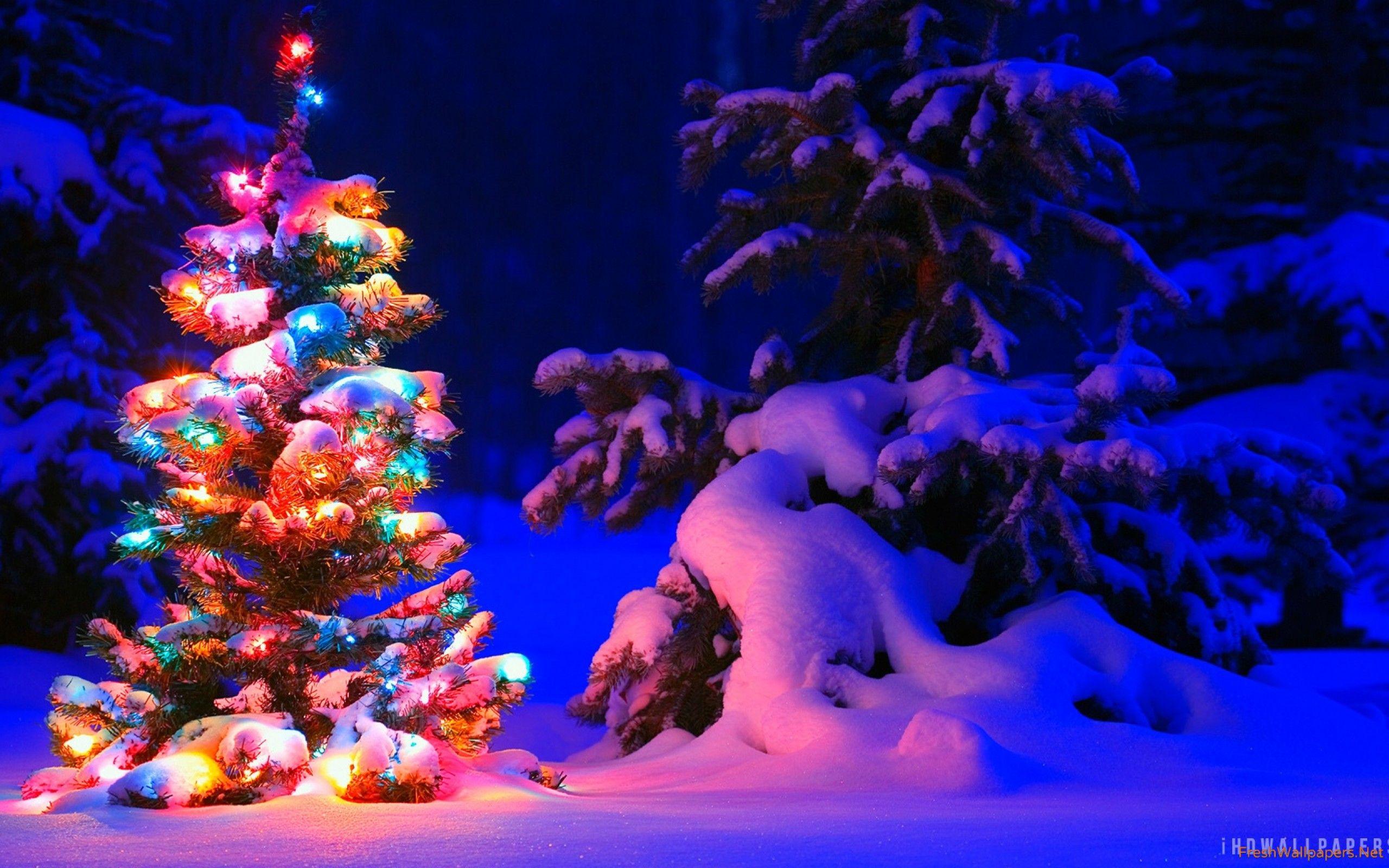 2560x1600 Snow And Lights On Christmas Tree Wallpaper Desktop