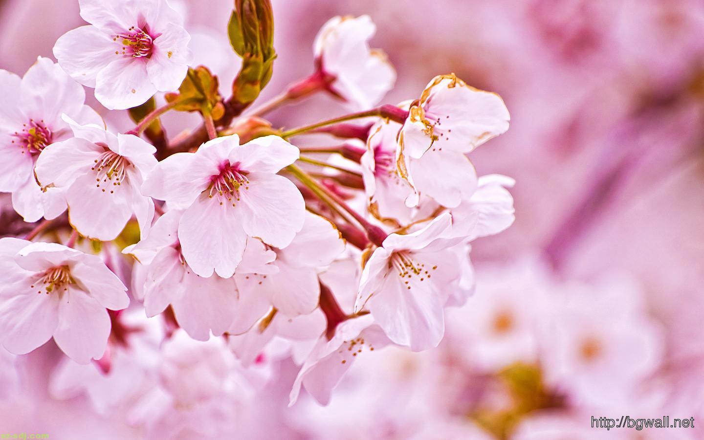 1440x900 Beautiful White Cherry Blossom Flowers Wallpaper
