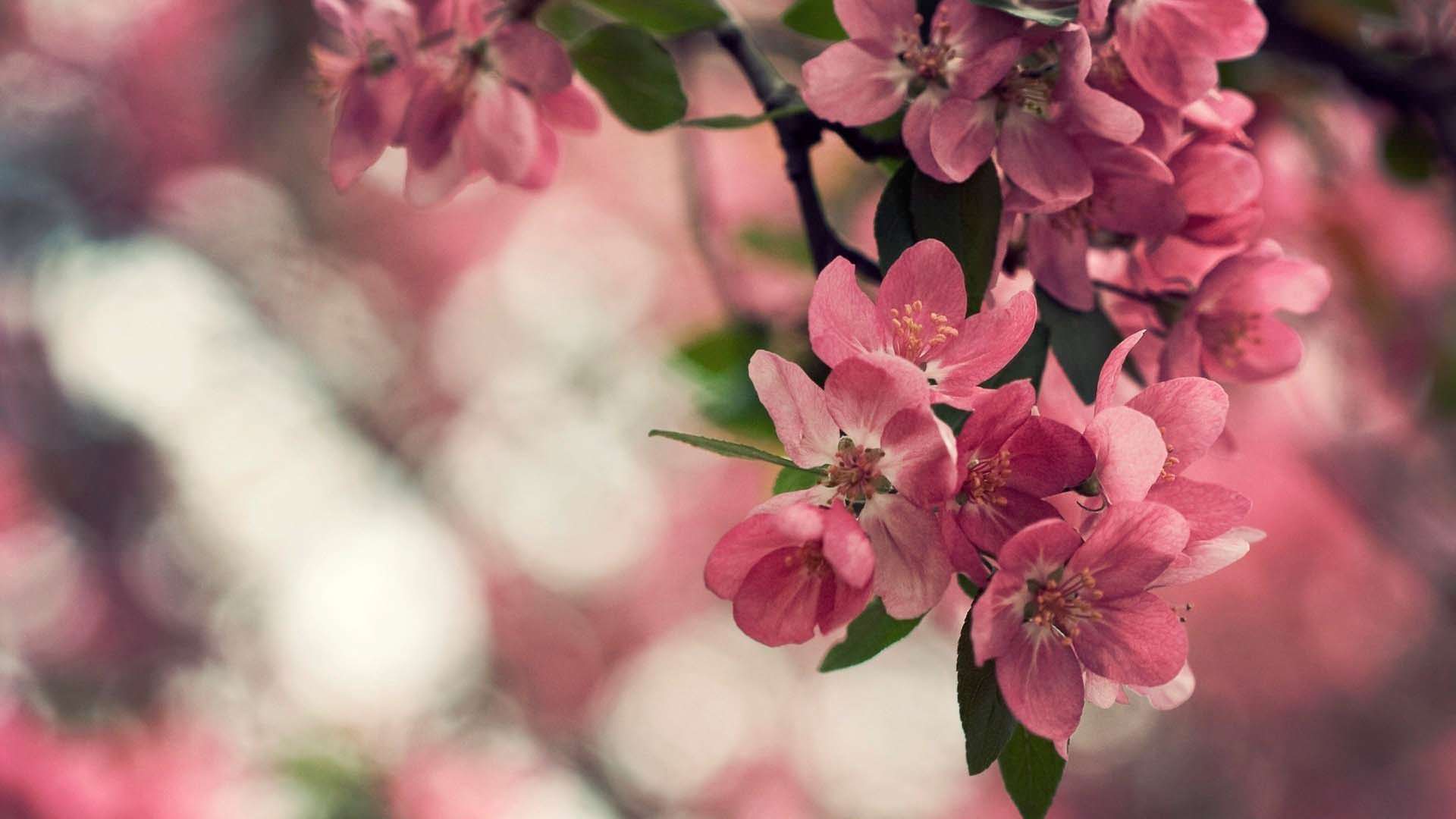 1920x1080 Happy First Day of Spring Cherry Blossoms 1920x1080 Flower Wallpaper
