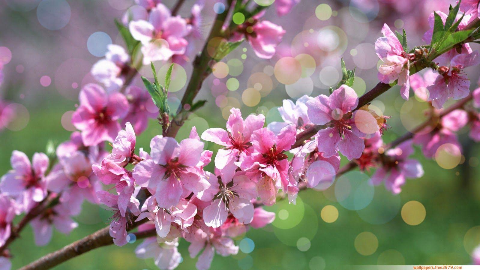 Hình nền 1600x900: Cherry Blossoms Flower Cherry Wallpaper