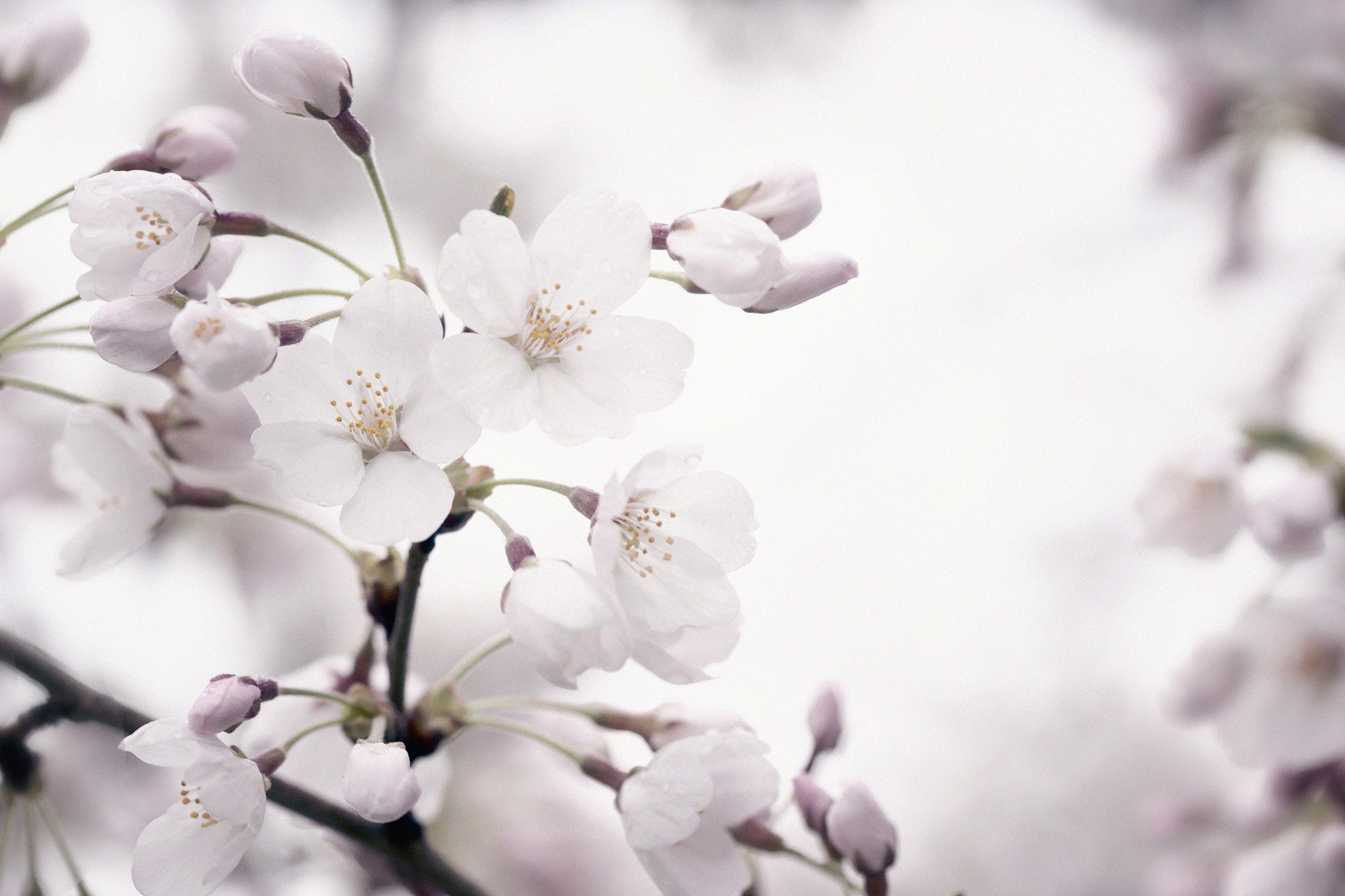 white cherry blossoms wallpaper