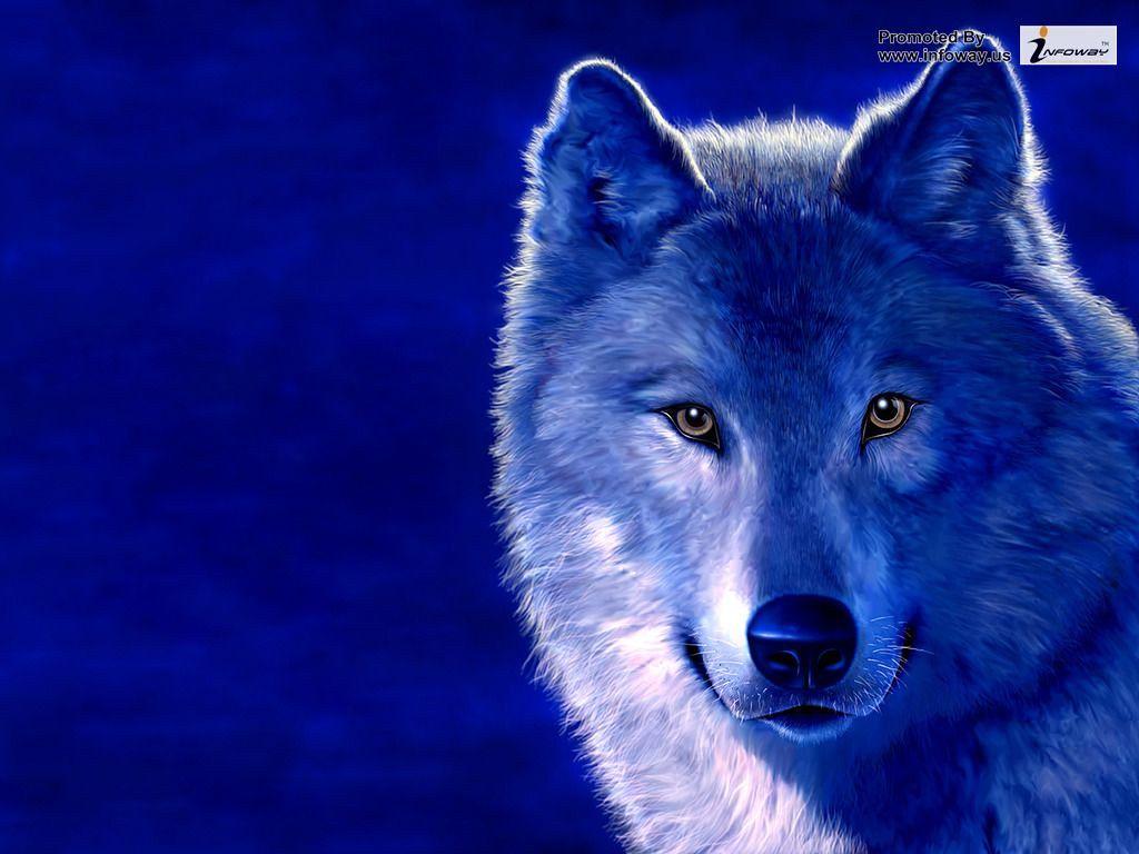 1024x768 Blue Wolf Wallpaper. Blue Wolf Wallpaper