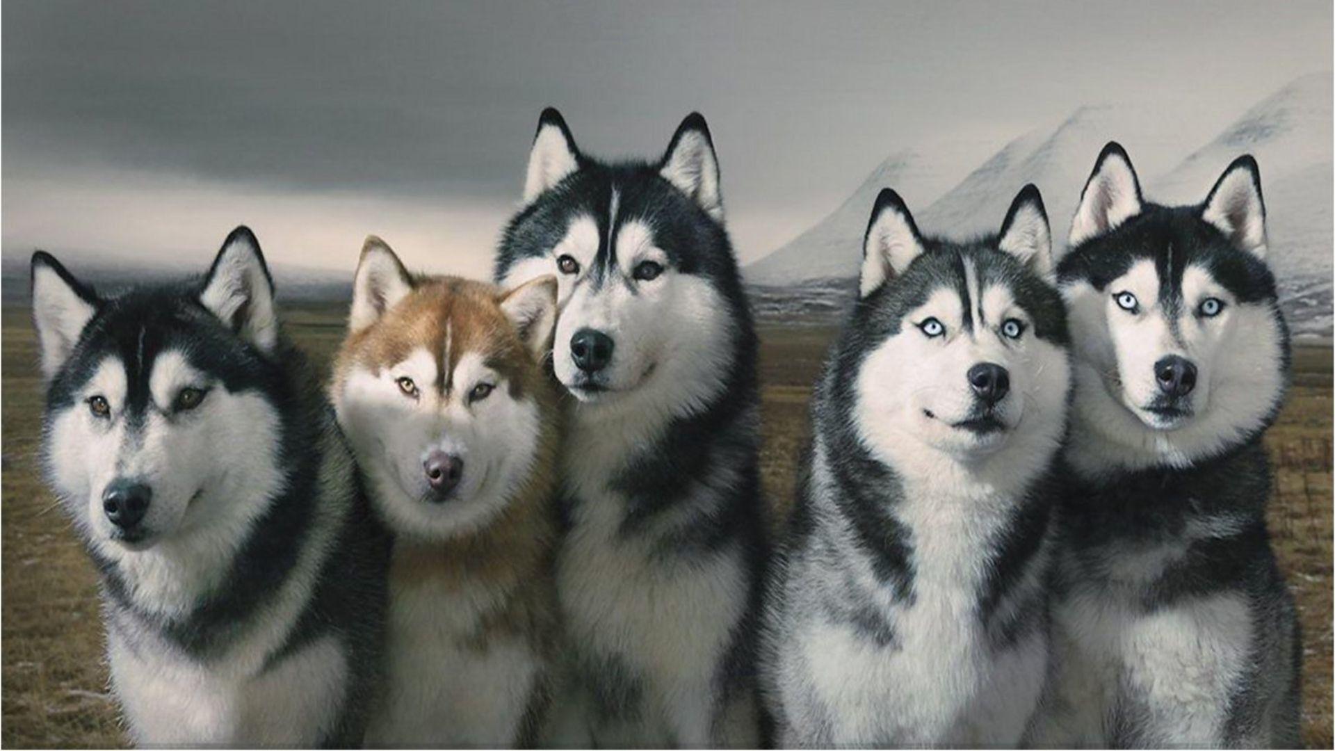 1920x1080 Siberian Huskies Wallpaper