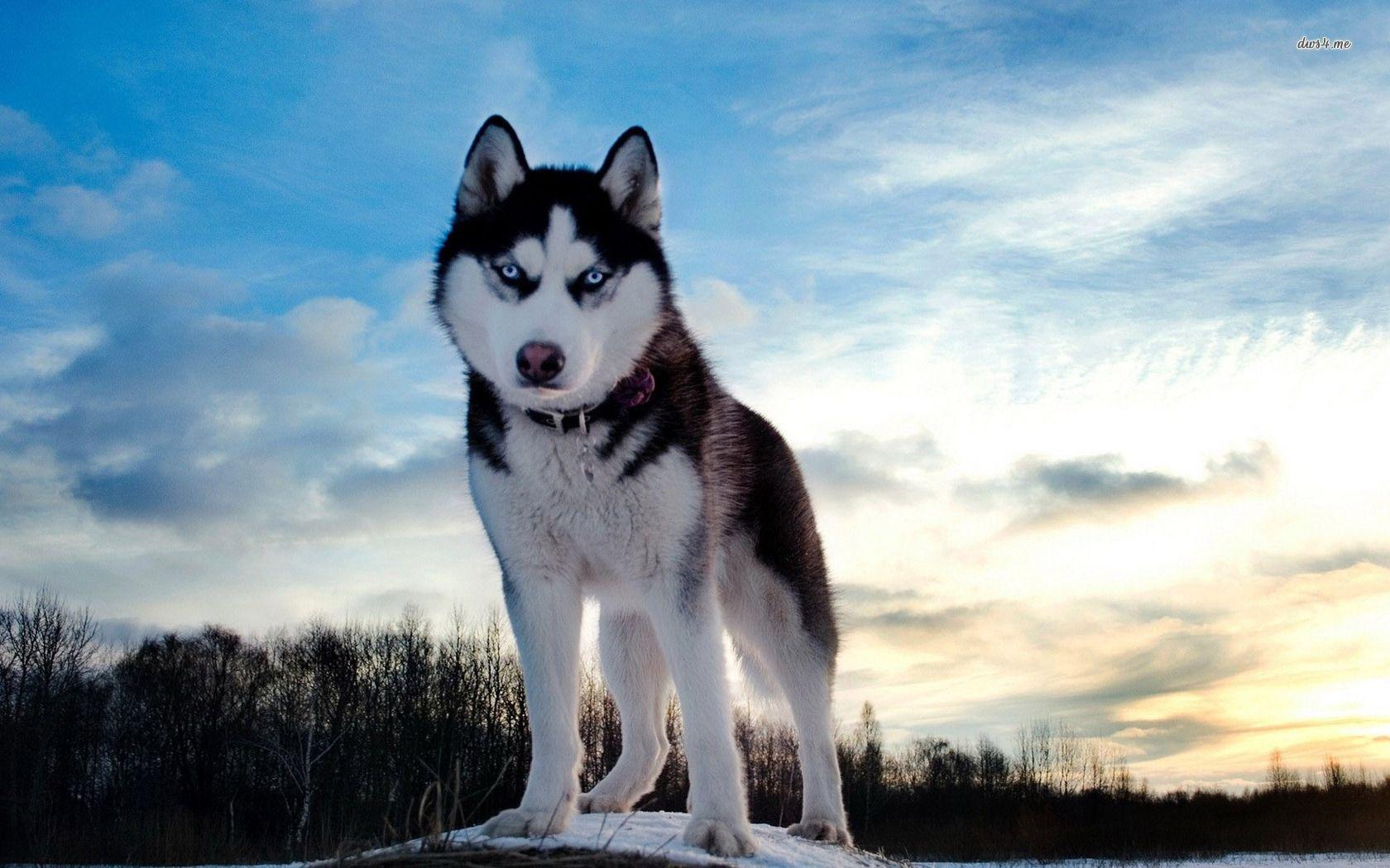 Huskies Wallpapers Top Free Huskies Backgrounds Wallpaperaccess