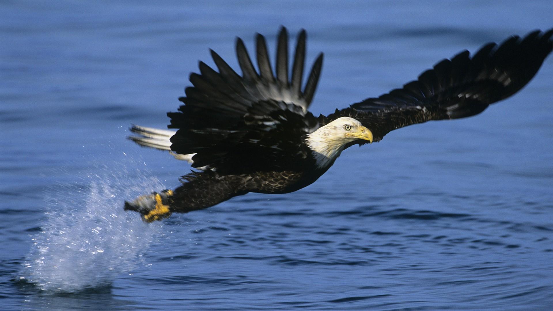 1920x1080 Wallpaper For Desktop Eagles