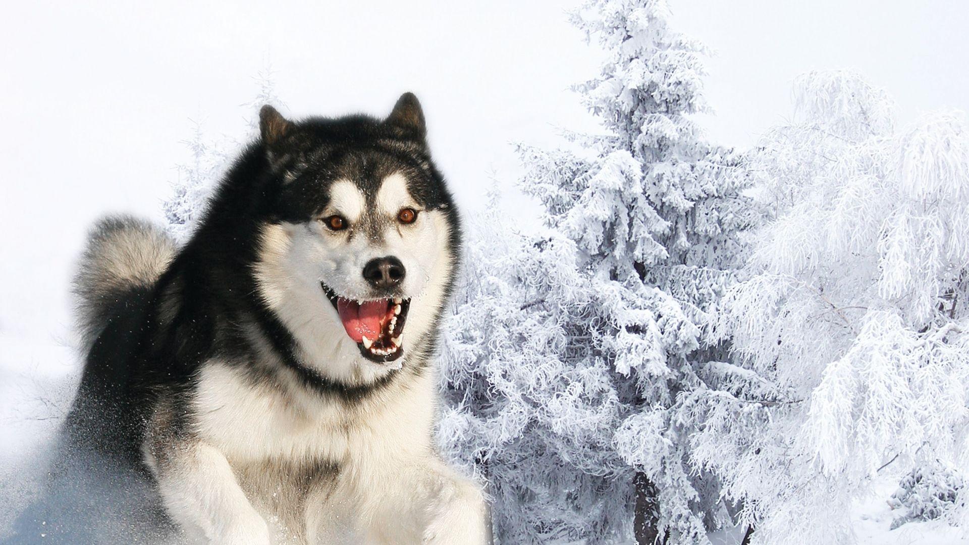 1920x1080 Siberian Huskies Wallpaper