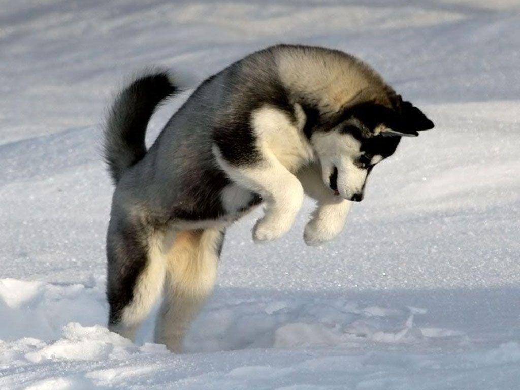 1024x768 Free download Husky Wallpaper Siberian Husky Desktop Wallpaper