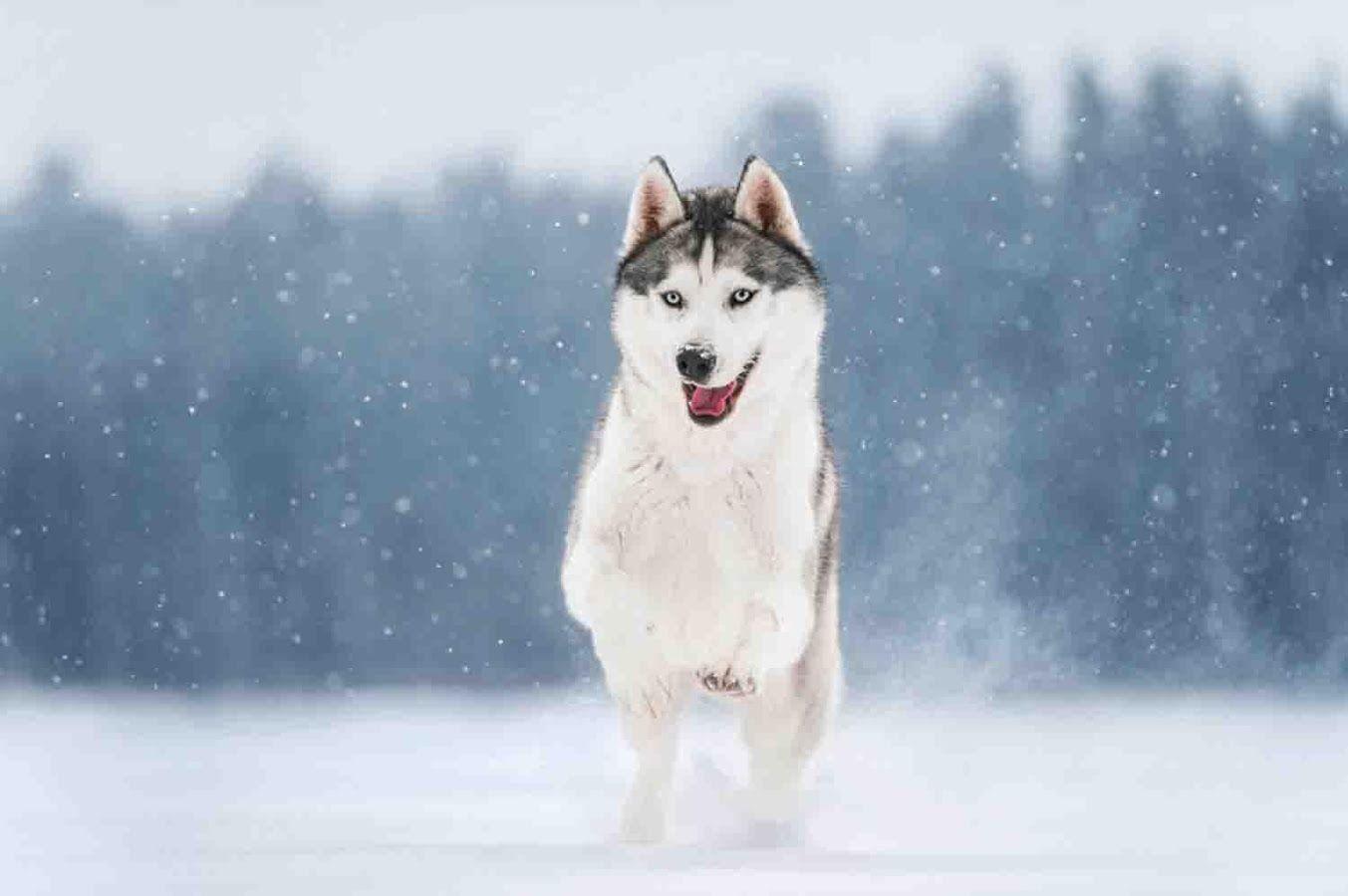 1353x900 Husky Wallpaper