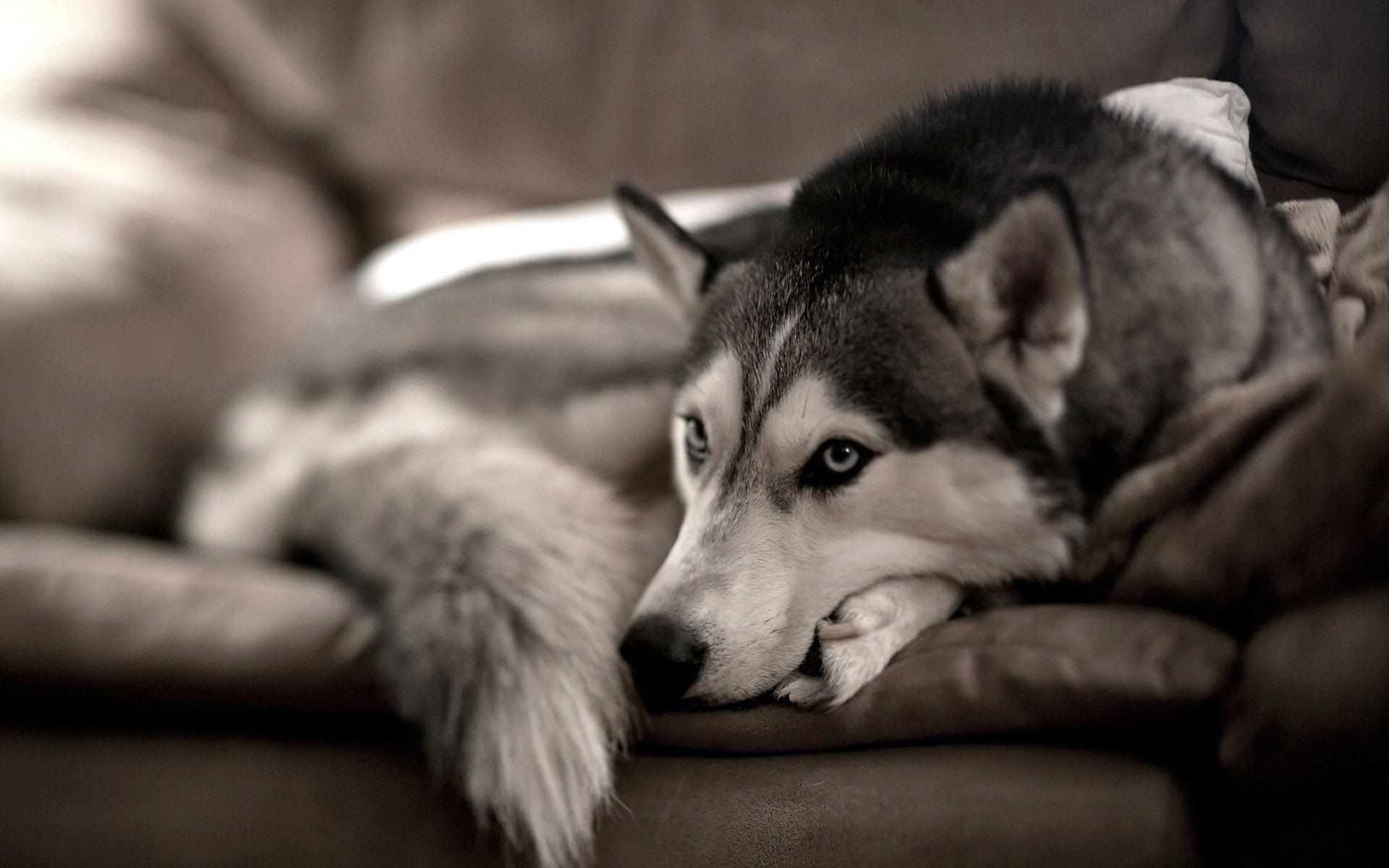 1920x1200 Huskies Wallpaper