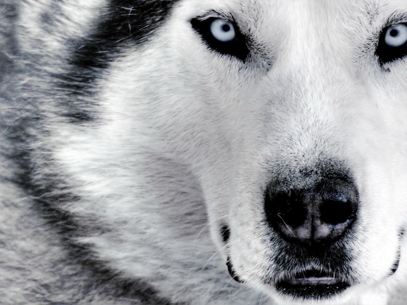 1600x1200 desktop background huskyx1200 Husky up close desktop PC