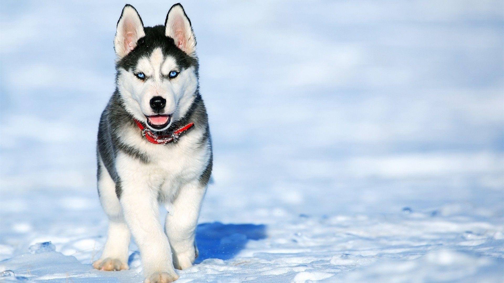 1920x1080 Stunning clipart. Huskies In The Snow Wallpaper Clipart