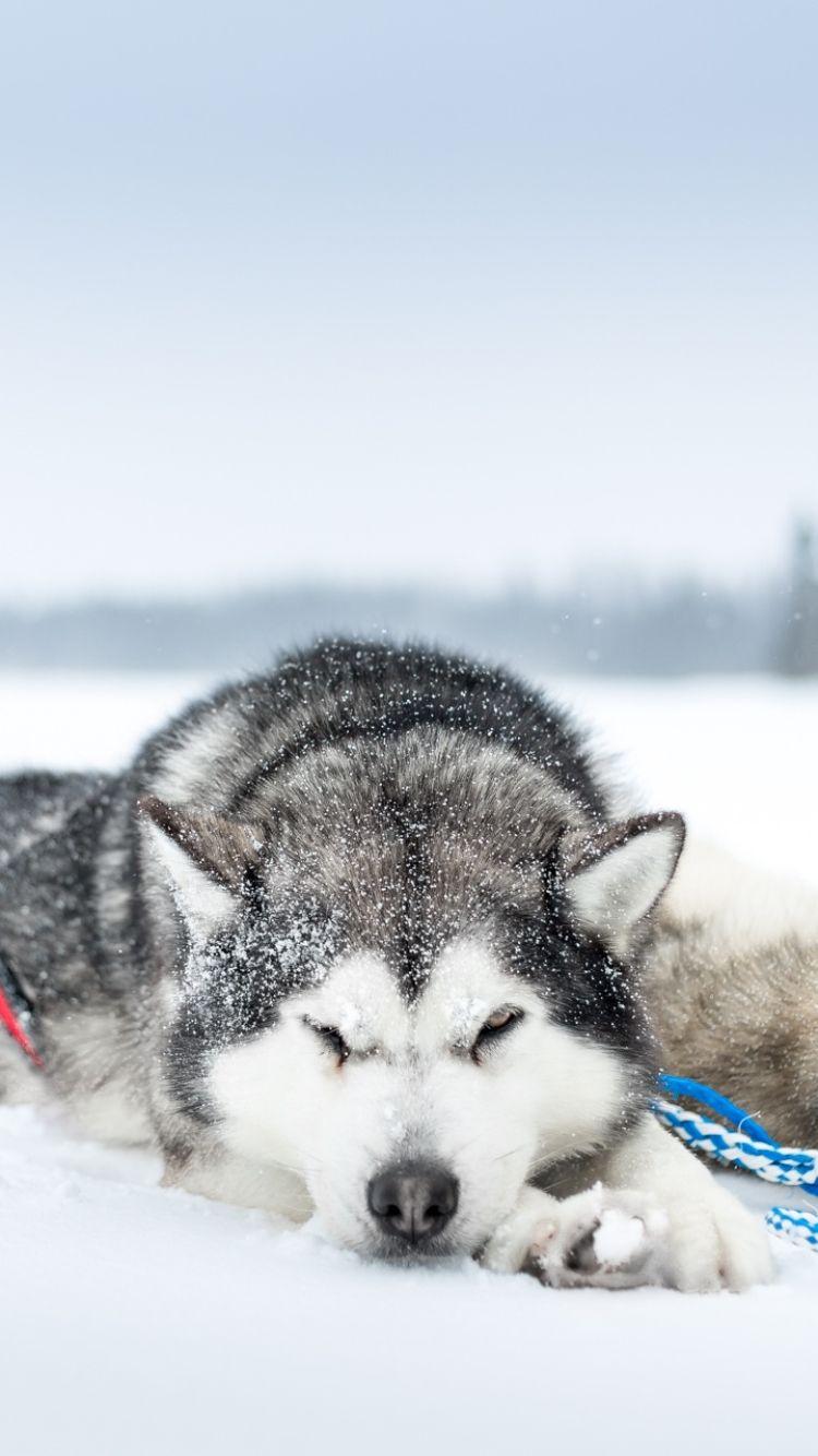 750x1334 Siberian Husky Wallpaper iPhone, Download Wallpaper