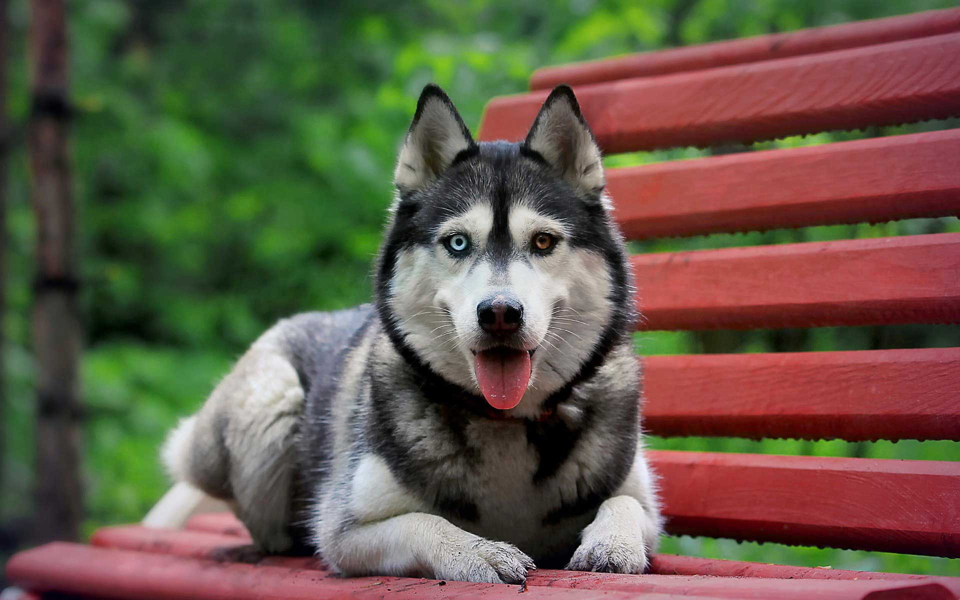 1920x1200 Puppy Dog Wallpaper Huskies (1920x1200 px)
