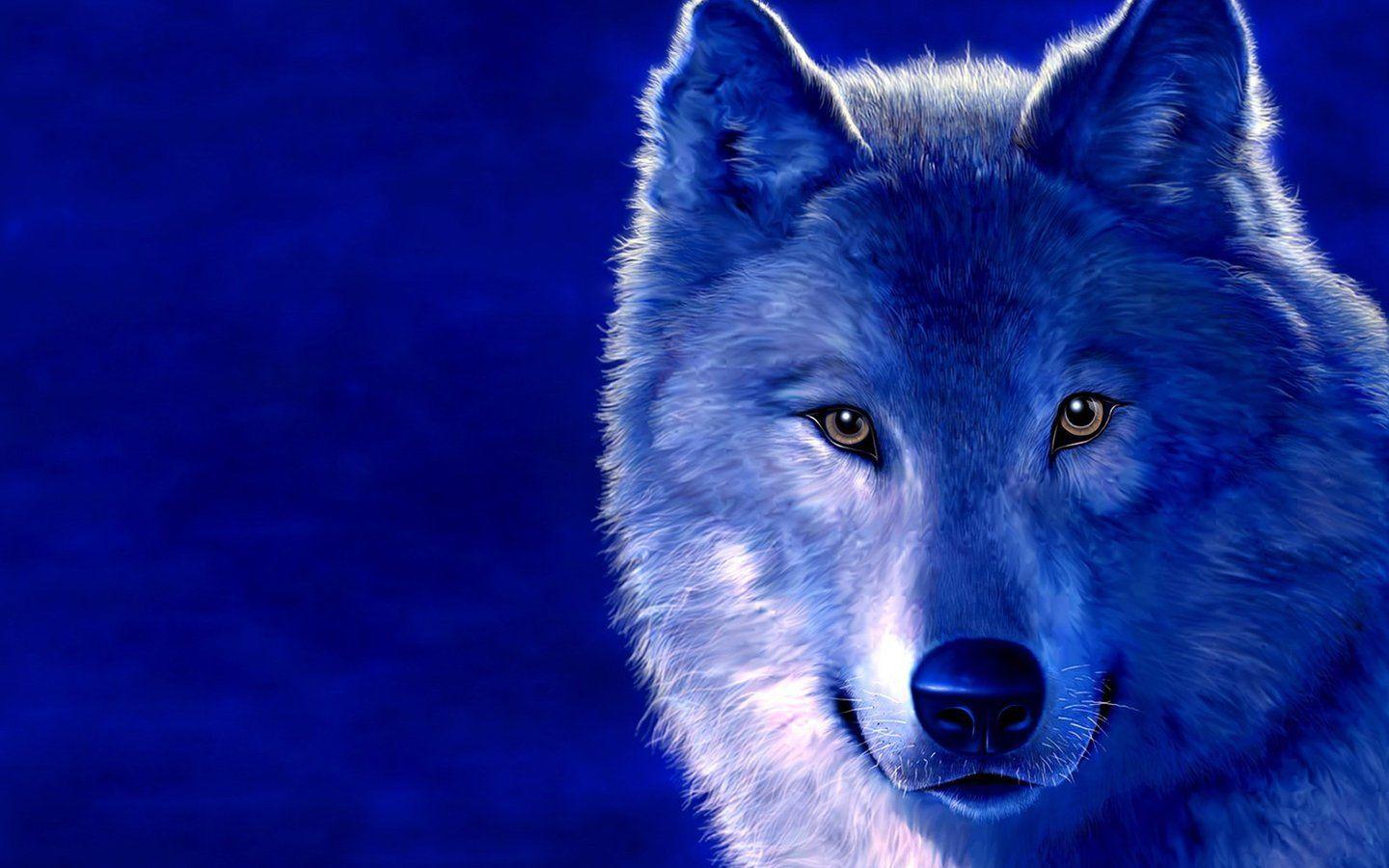 1440x900 Ice Wolf, Photo, Wolves, Wallpaper For Desktop, Wolf