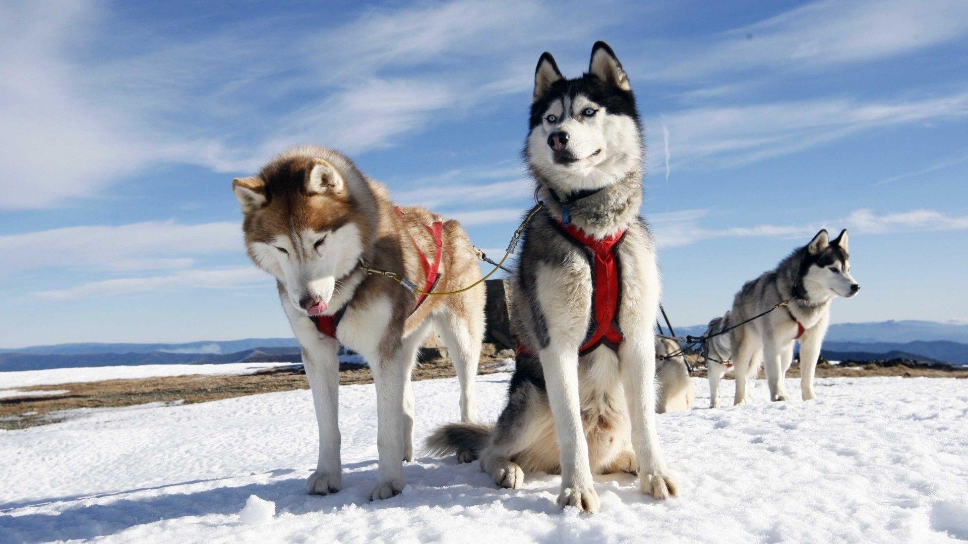 1920x1080 Husky Wallpaper