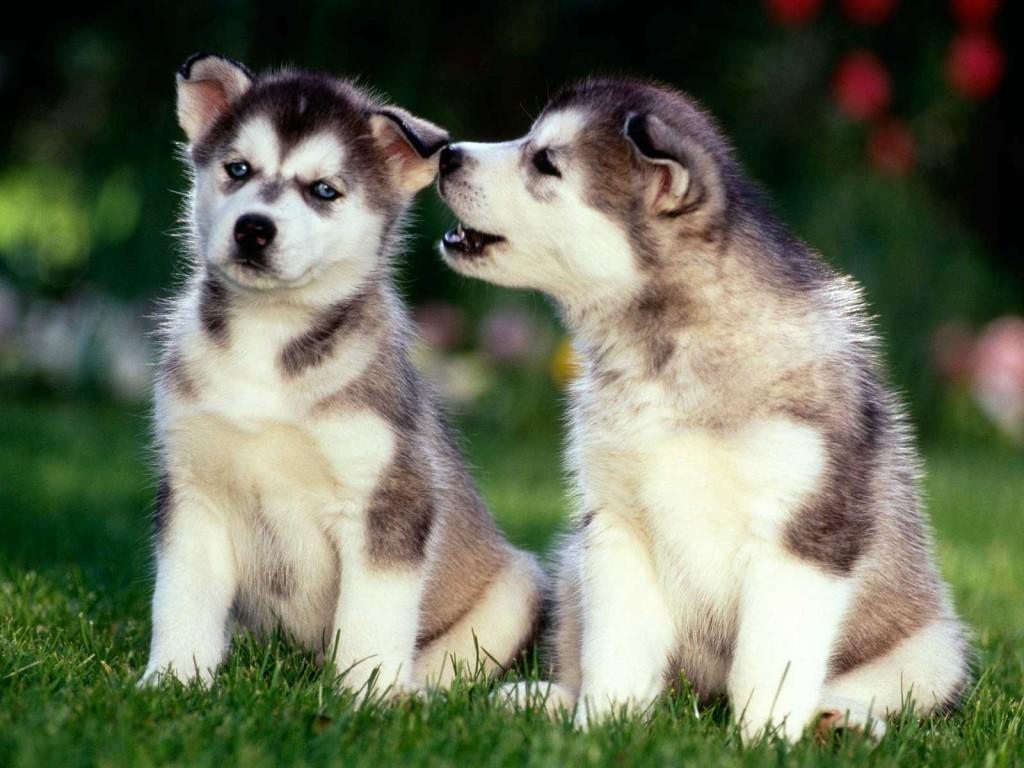1024x768 Puppy Dog Wallpaper Huskies