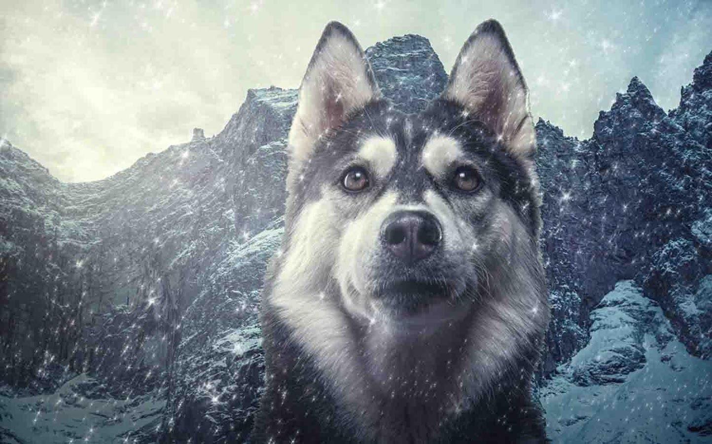 1444x900 HD Quality Husky Wallpaper for Free, Photo