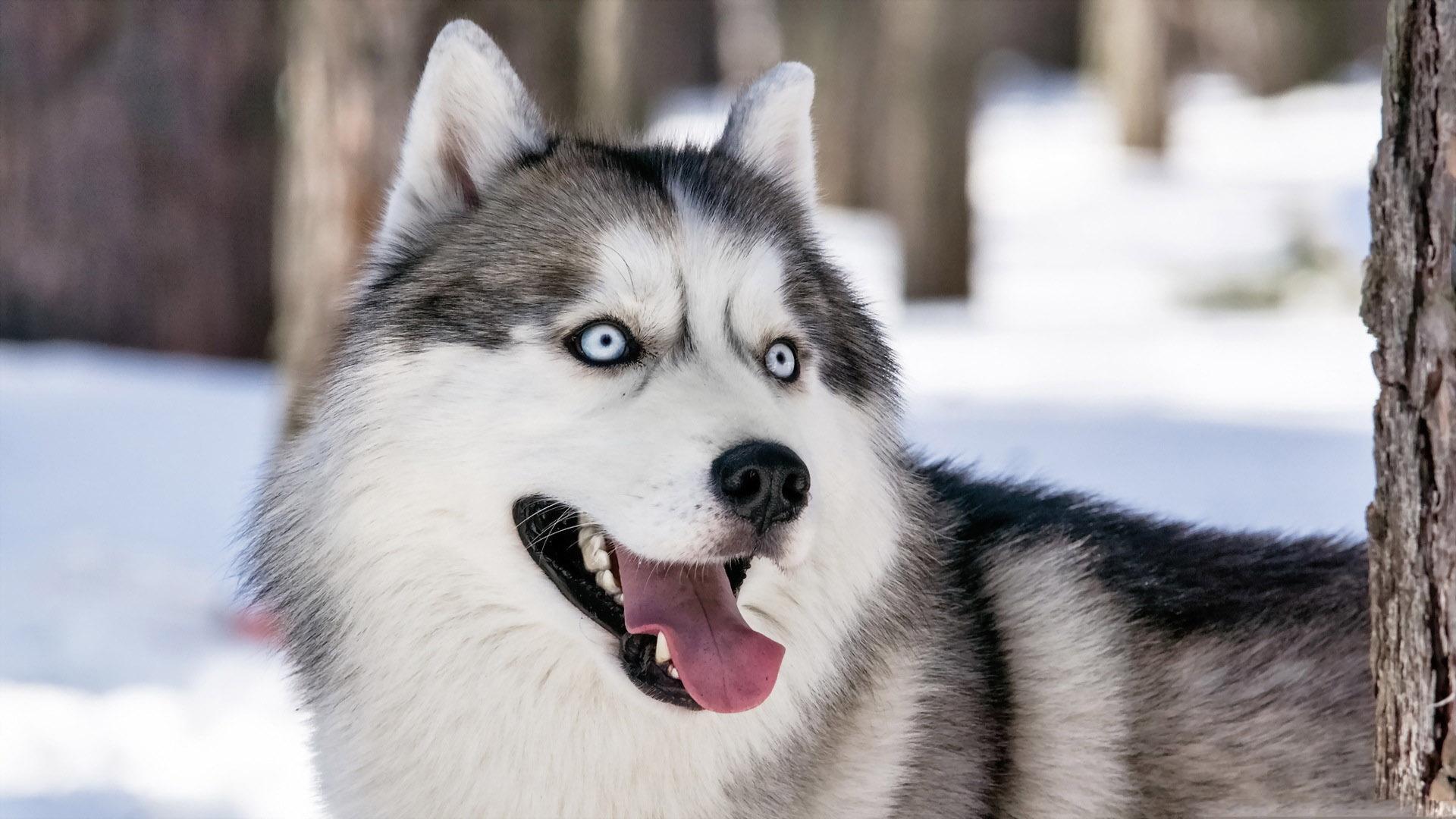 1920x1080 Siberian Husky Live Wallpaper for Android