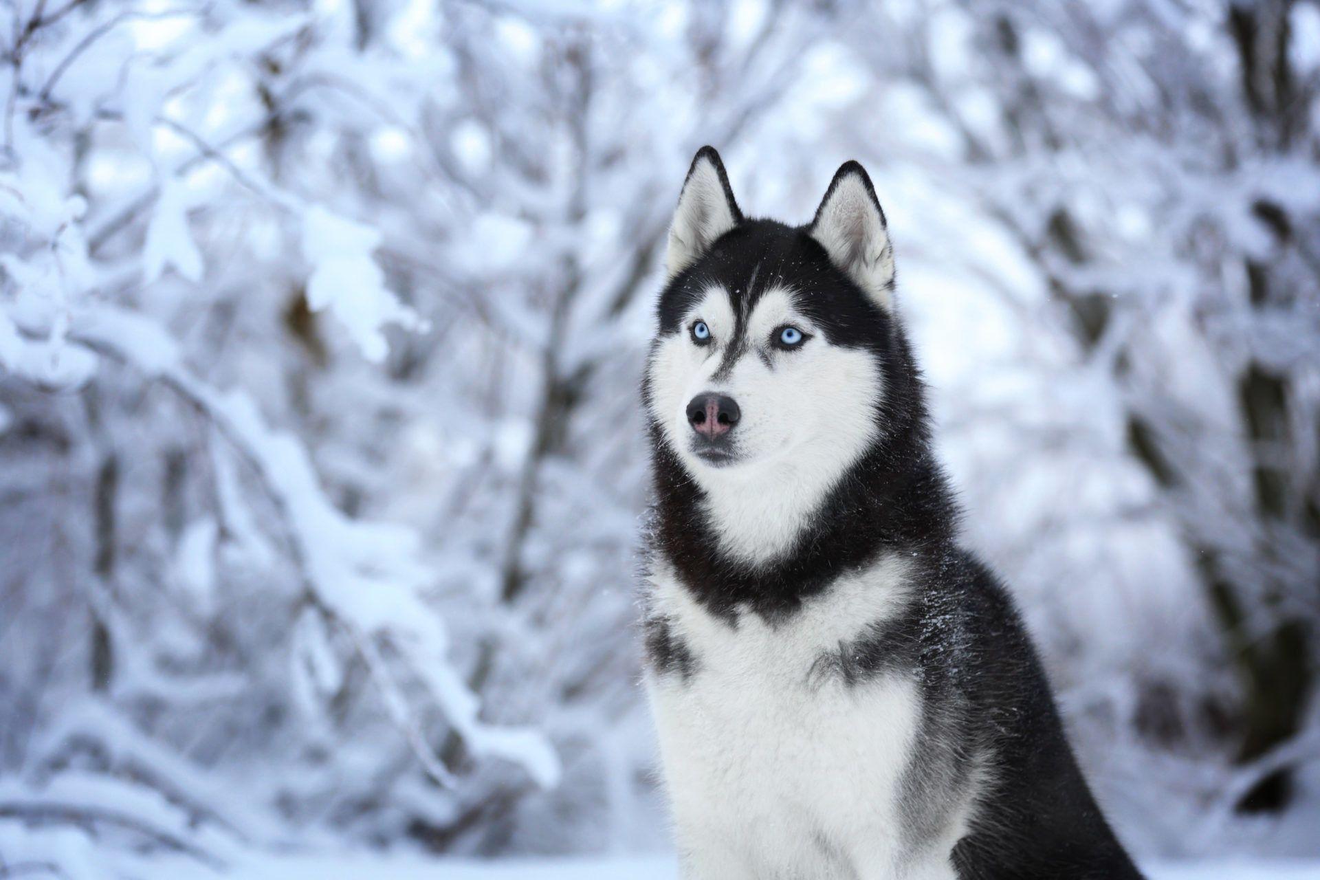 1920x1280 Husky Dog Wallpaper