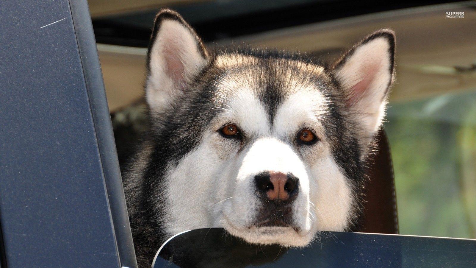 1600x900 Husky Huskies Wallpaper