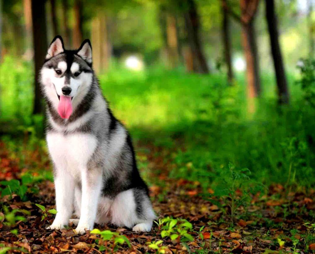 1015x819 Siberian Husky Wallpaper. Free HD Wallpaper