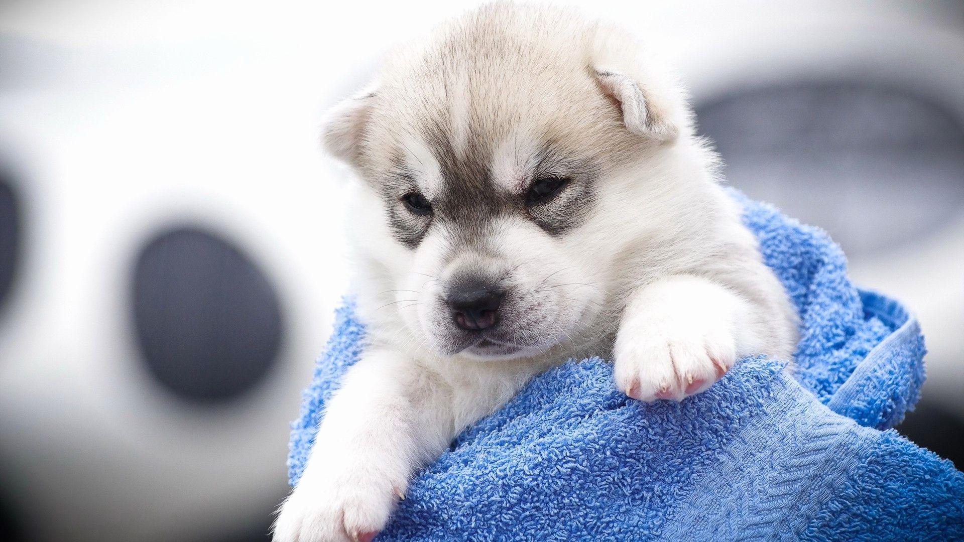 1920x1080 Husky Puppy Wallpaper Elegant Siberian Huskies Wallpaper 86