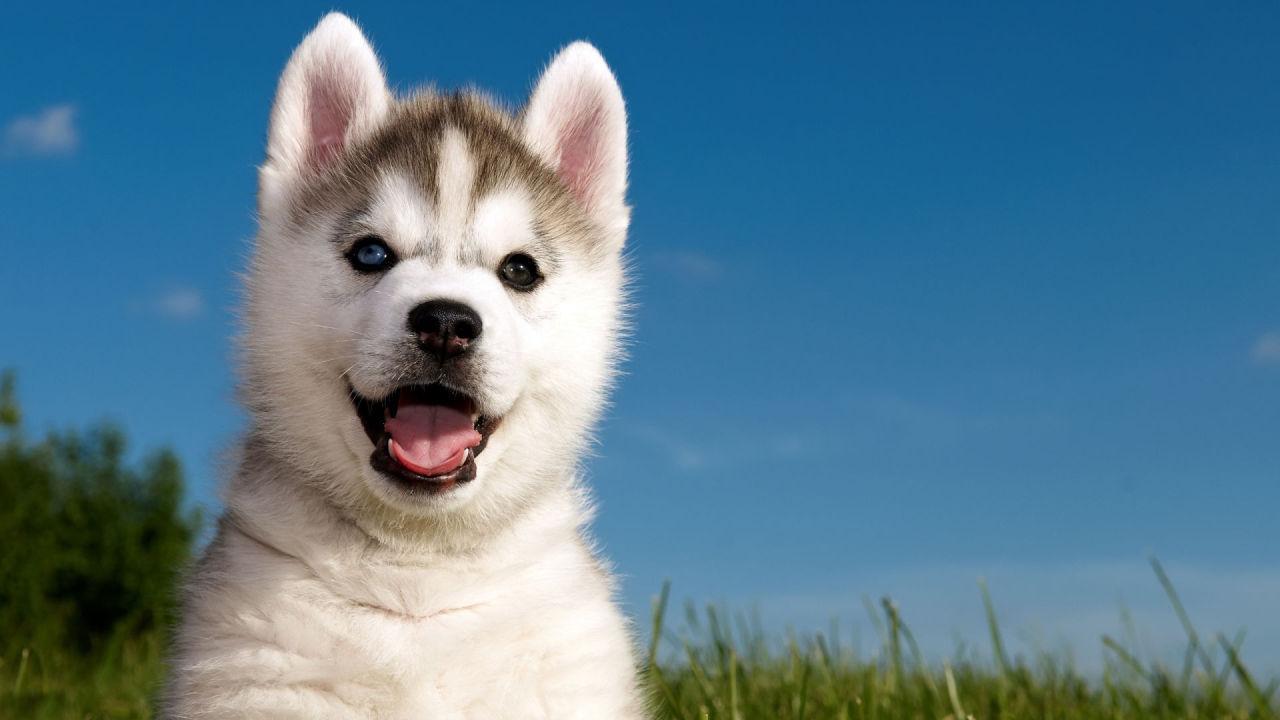 1280x720 Husky Wallpaper for Android