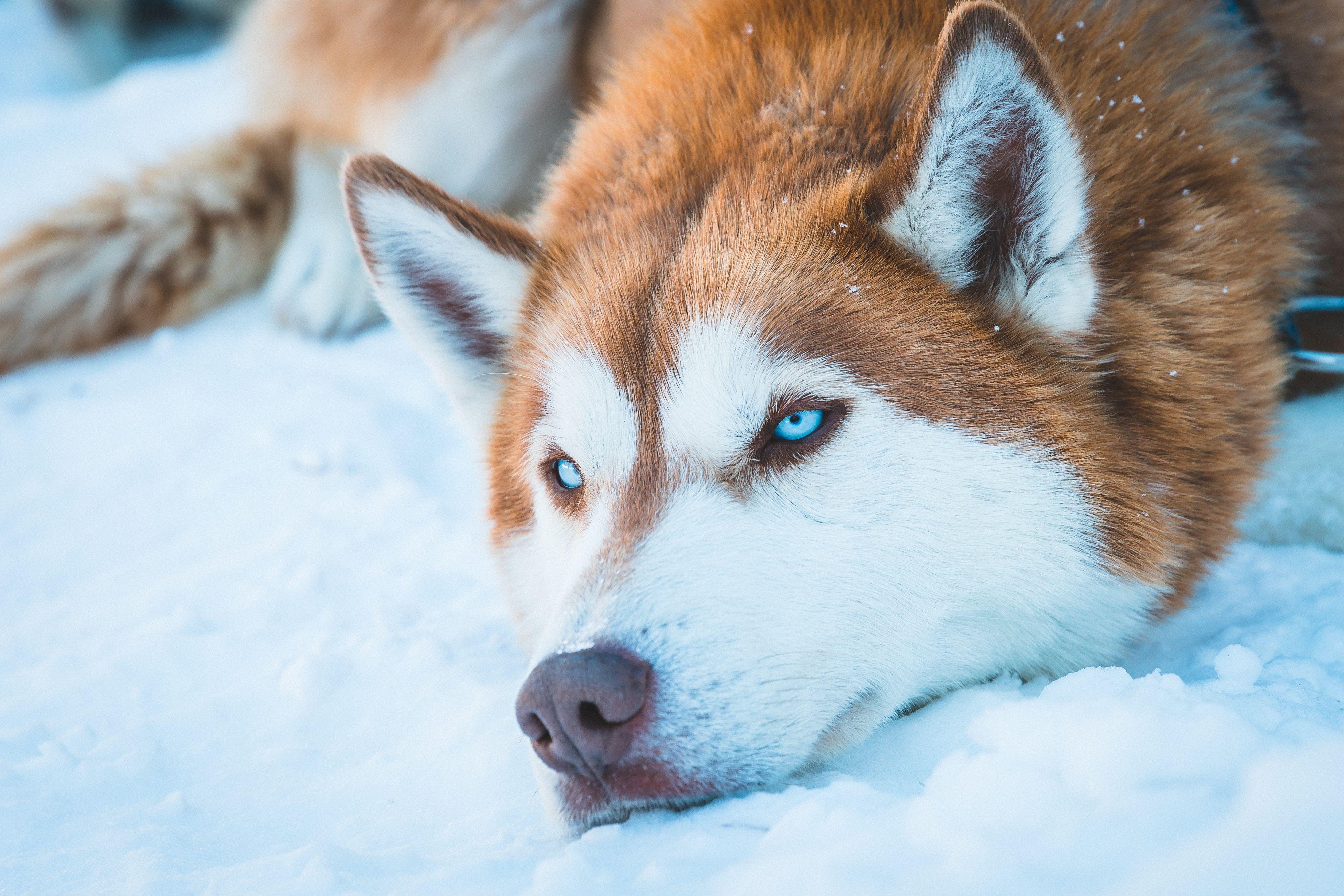 4000x2668 Stunning clipart. Huskies In The Snow Wallpaper Clipart