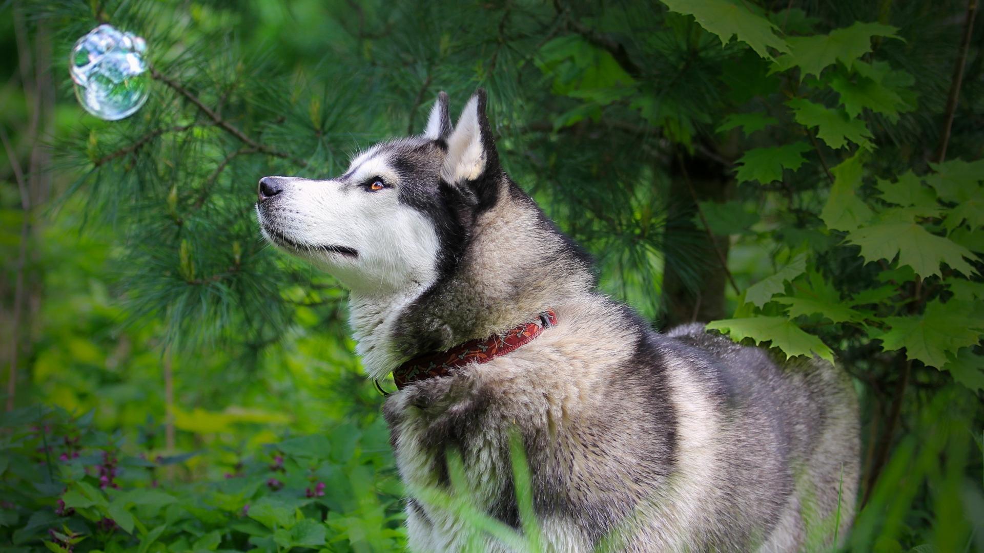 1920x1080 Husky Dog Wallpaper