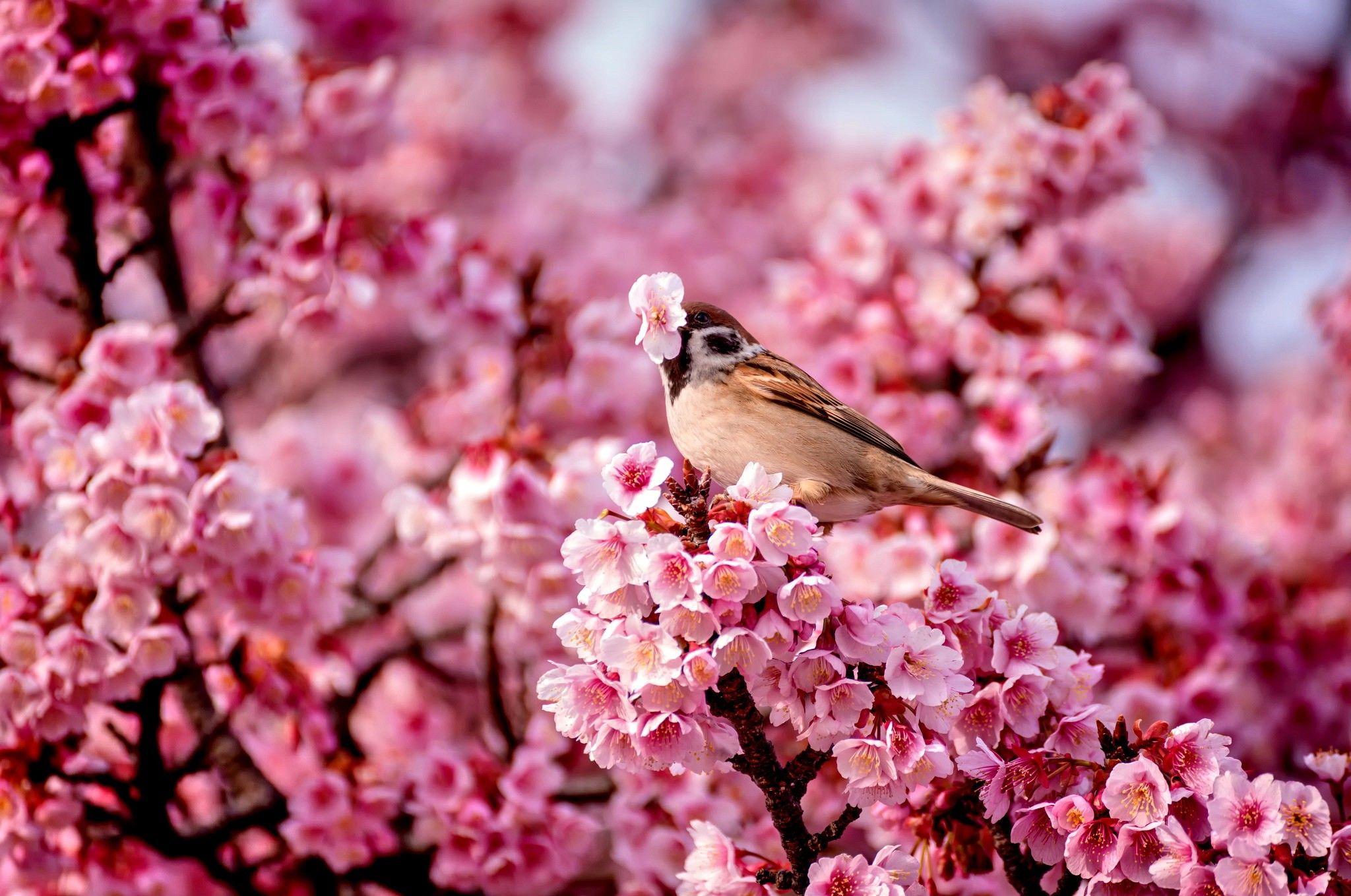 2048x1359 Hoa: Hoa Blossoms Cherry Nature Mùa xuân Macro Sparrow Bird