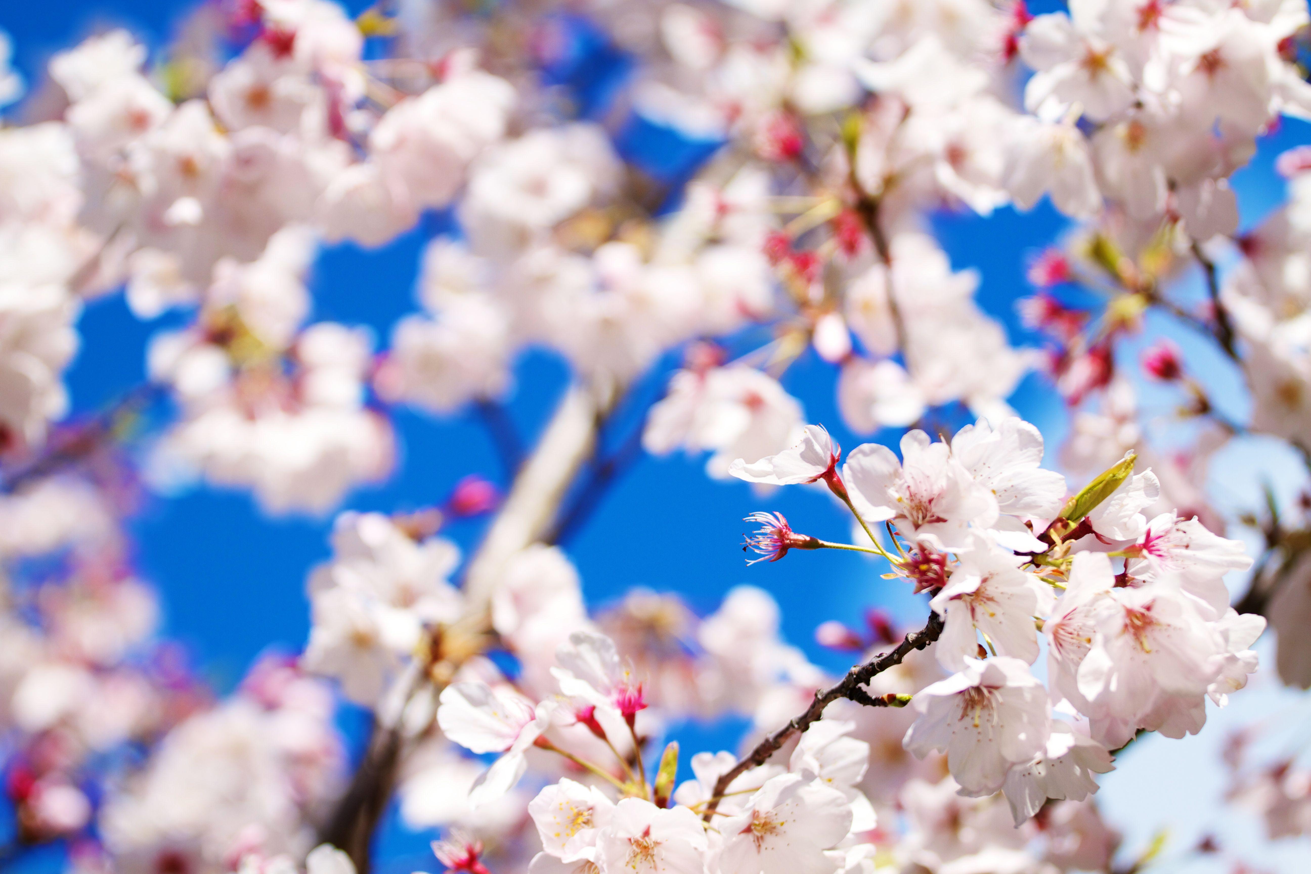 5184x3456 Cherry Blossoms Flowers Hình nền Thích Blossom Background On