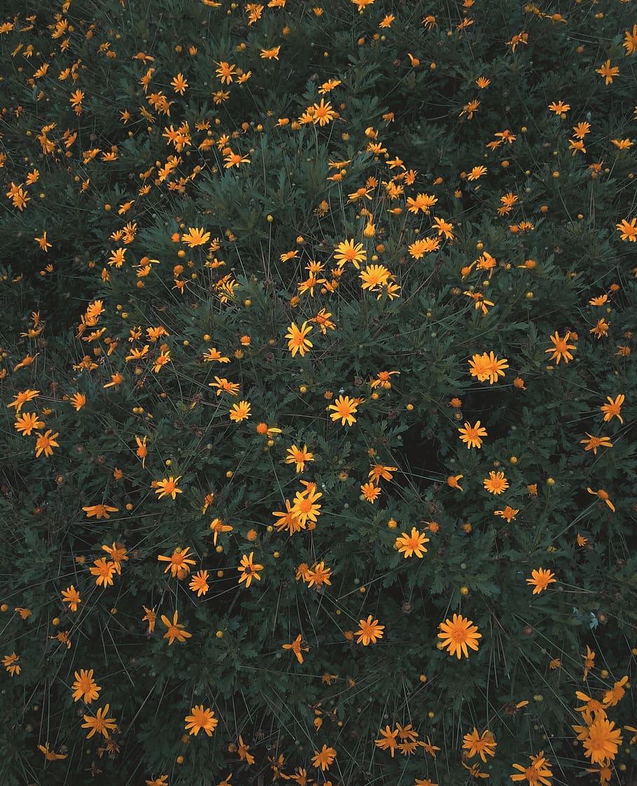 910x1122 HD wallpaper: colombia, medellín, forest, hipster, hipster flowers