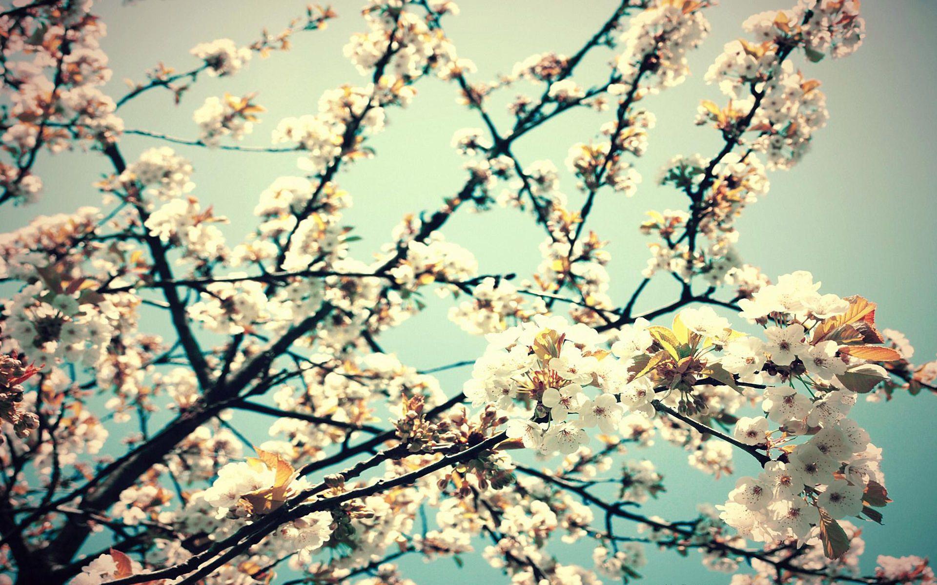 1920x1200 Roundup: 20 Beautiful High Quality Flower Wallpaper